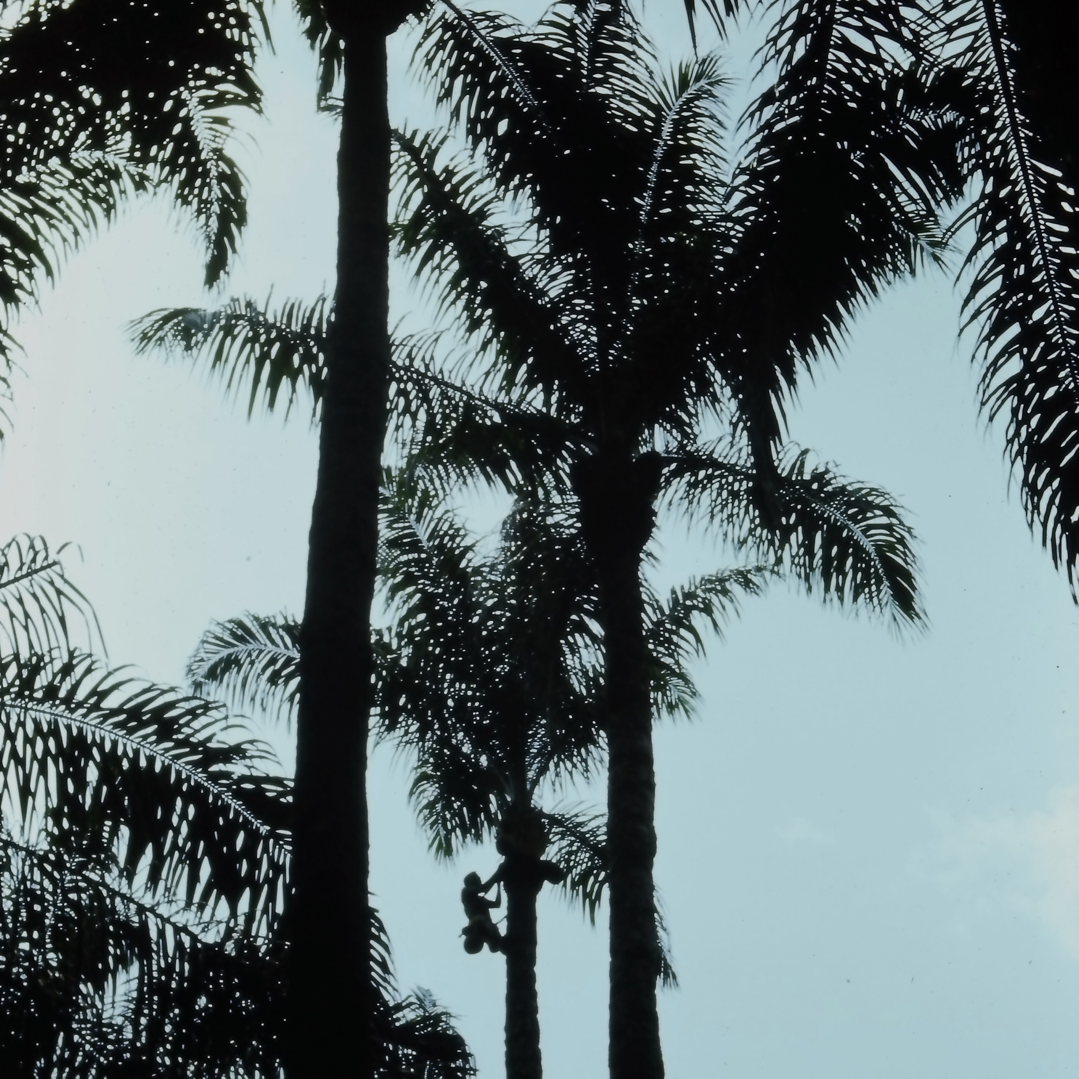 AADC - 77G.png