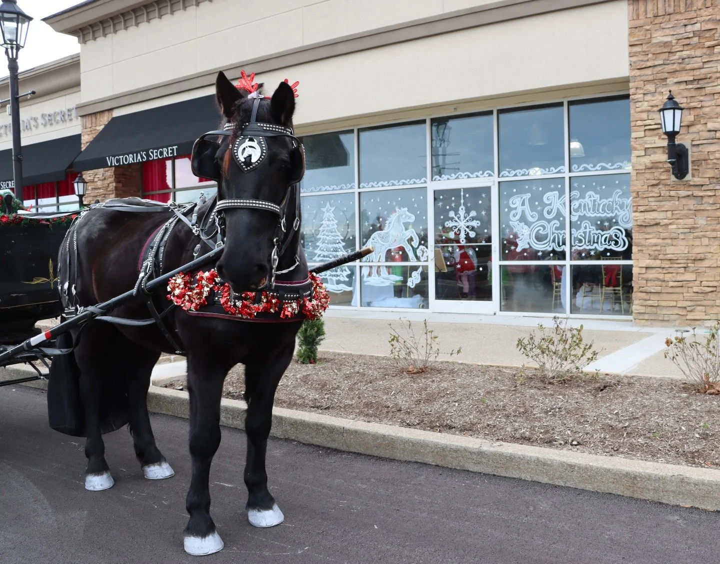 Kodi is looking all merry &amp; bright for &ldquo;A Kentucky Christmas!&rdquo; ❄️🐴🎄❤️

This 17-year-old Percheron draft horse has been bringing joy to the children and families at these Christmas events for the last five years! Many families make v