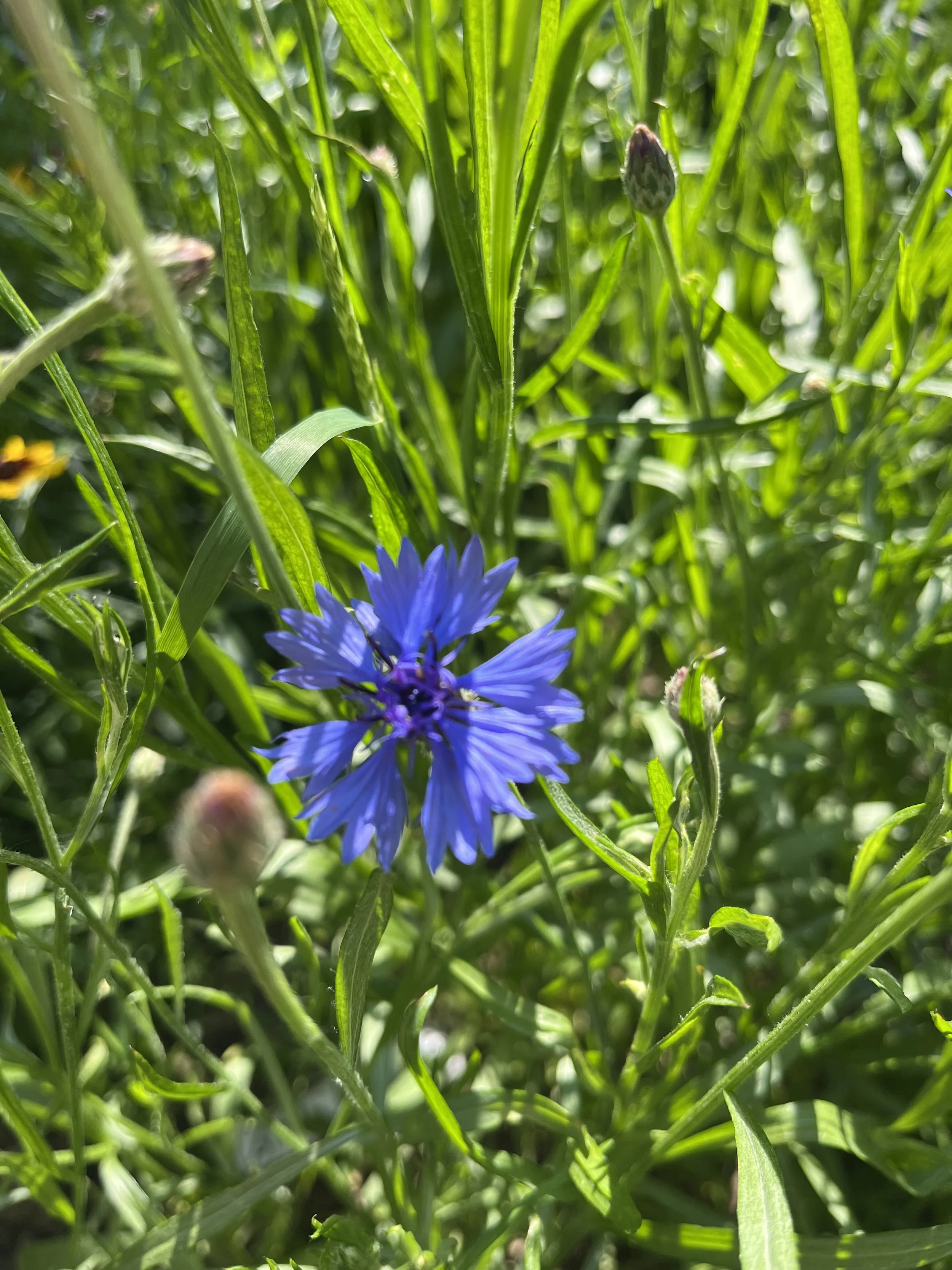 IMG_8071.jpeg