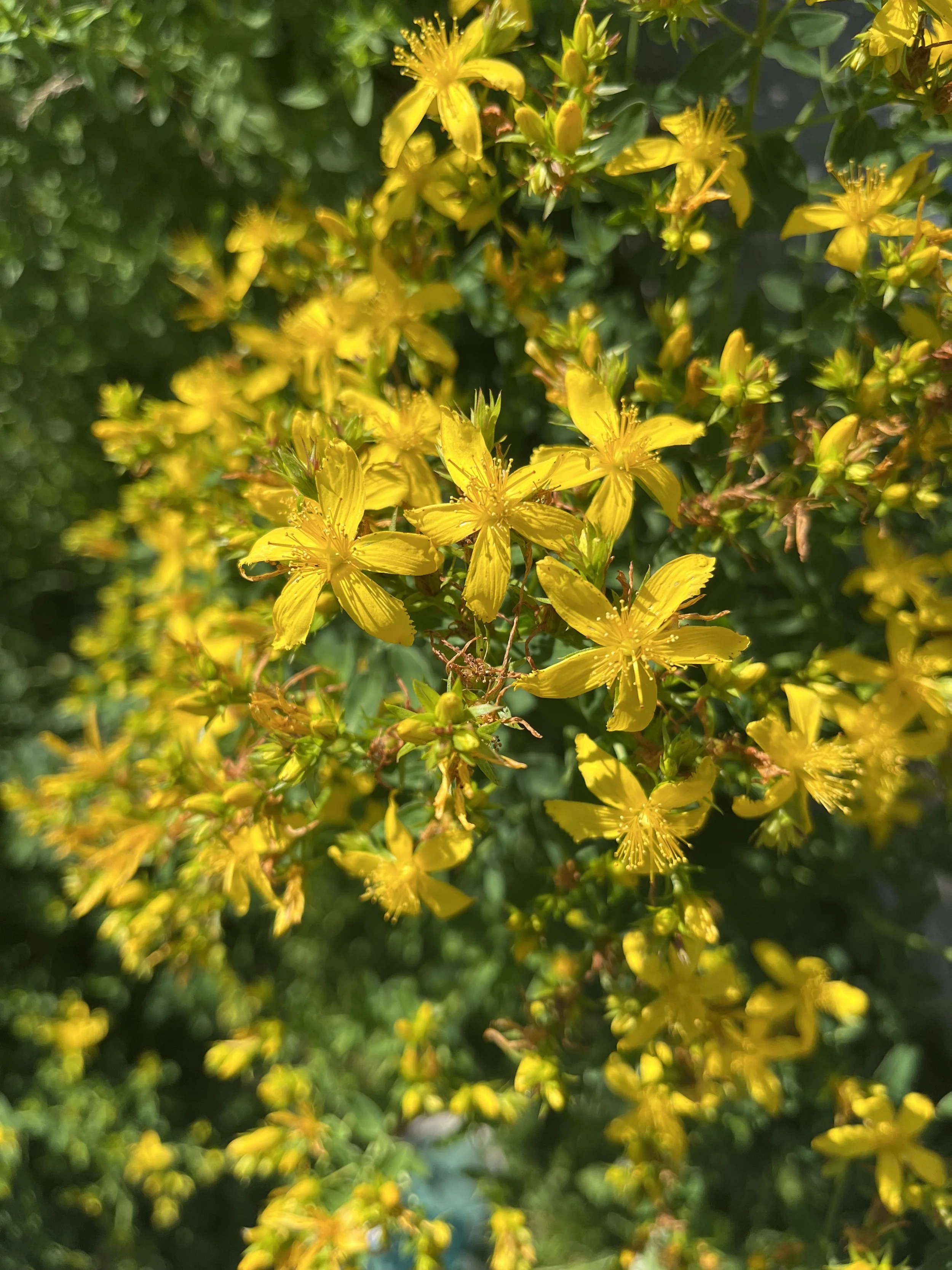 IMG_8067.jpeg