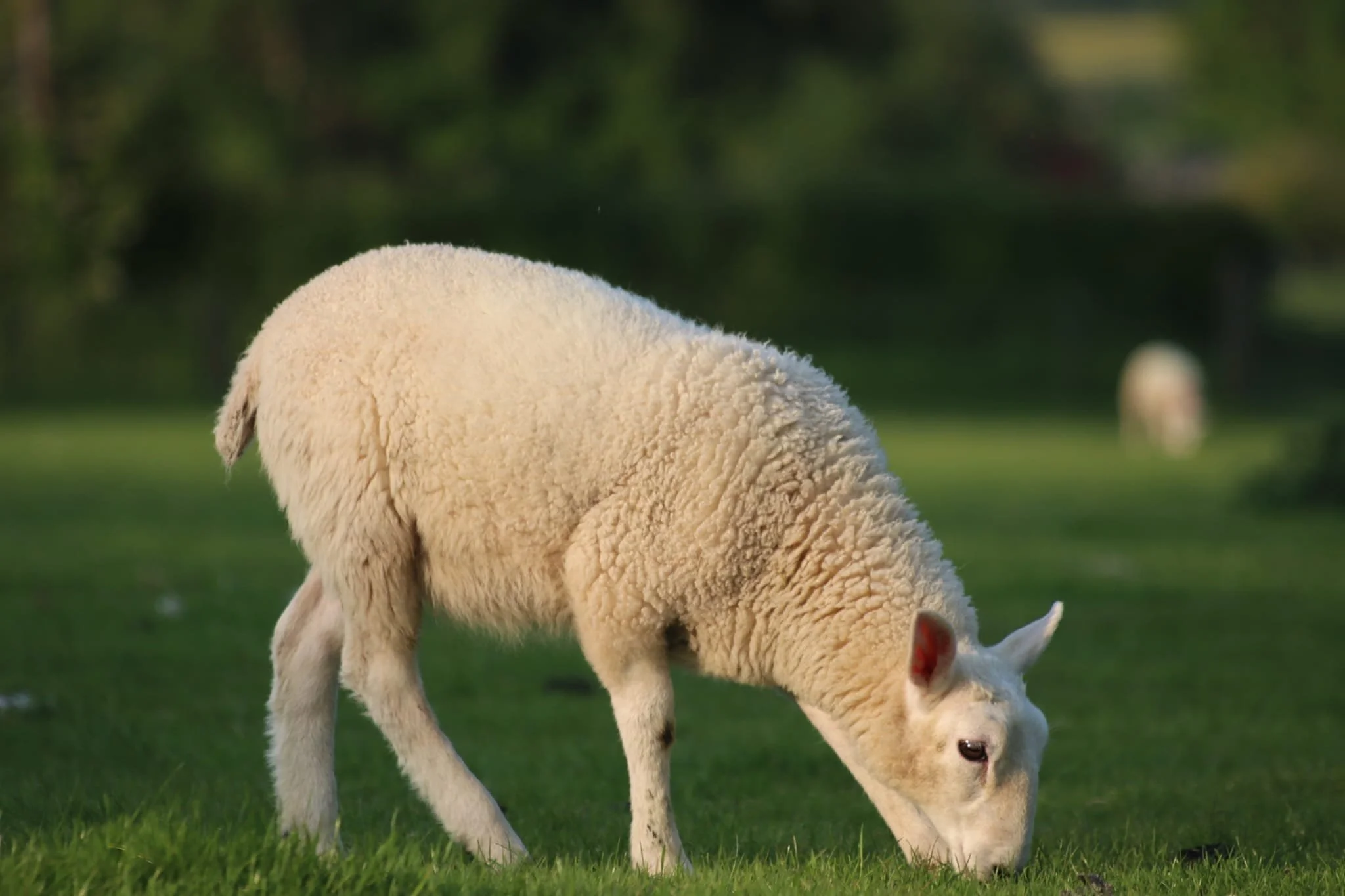 Sheep 6.jpg