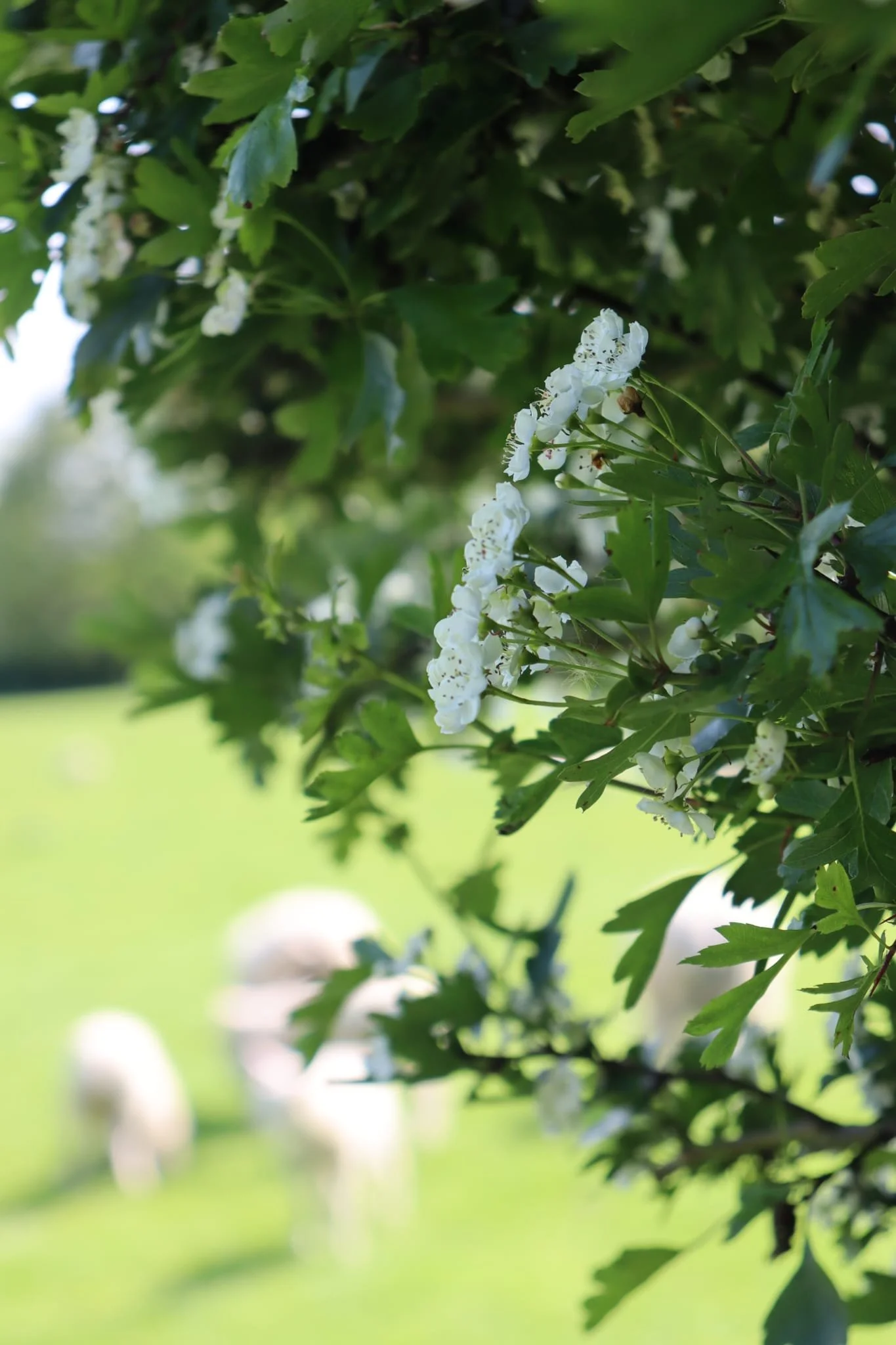 Flowers + Sheep Field 2.jpg