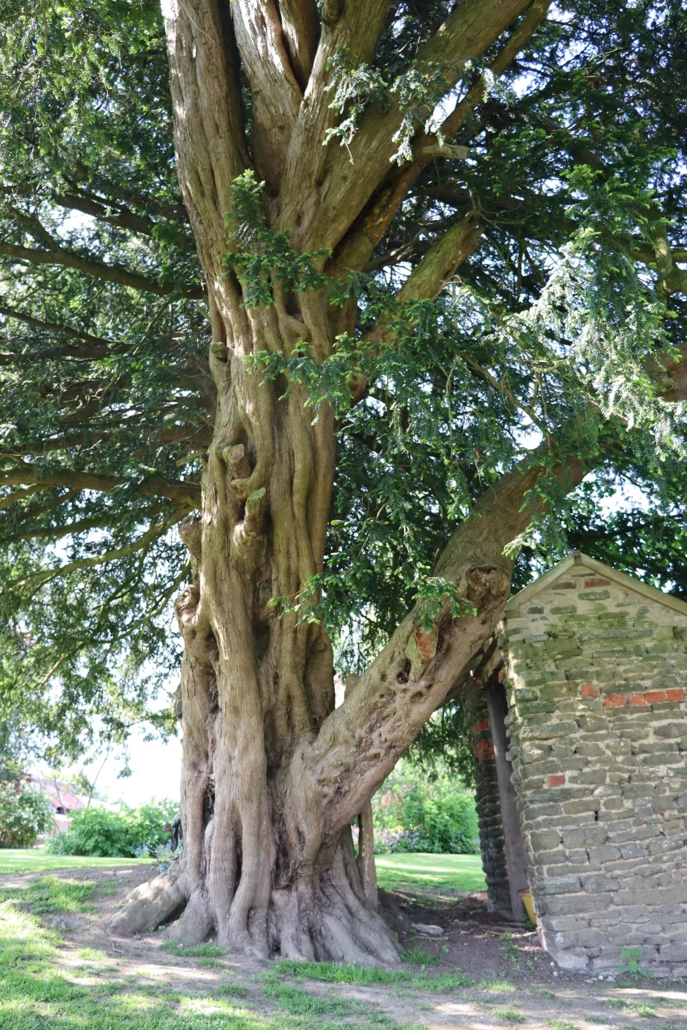 Yew Tree 2.jpg