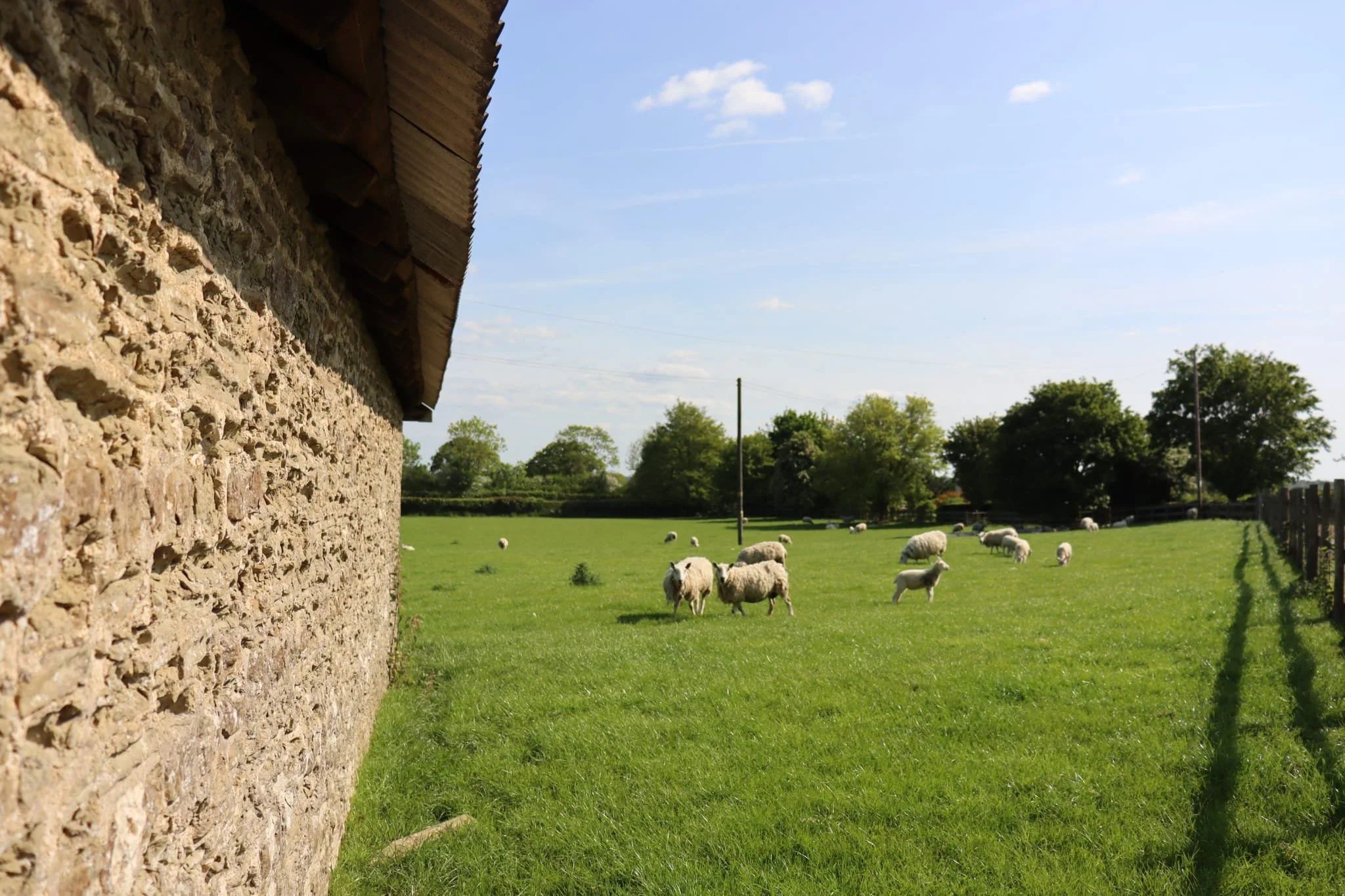 Barn + Sheep 1.jpg