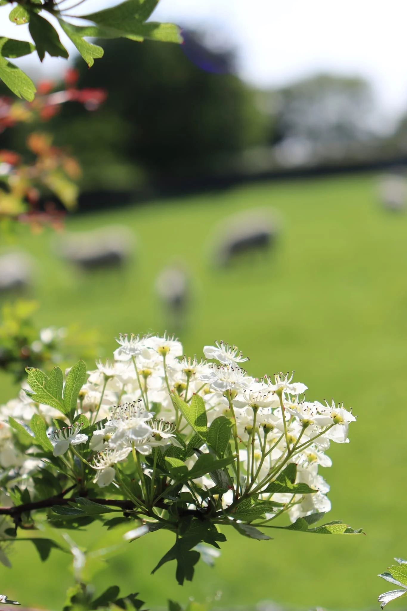 Flowers + Sheep Field 1.jpg