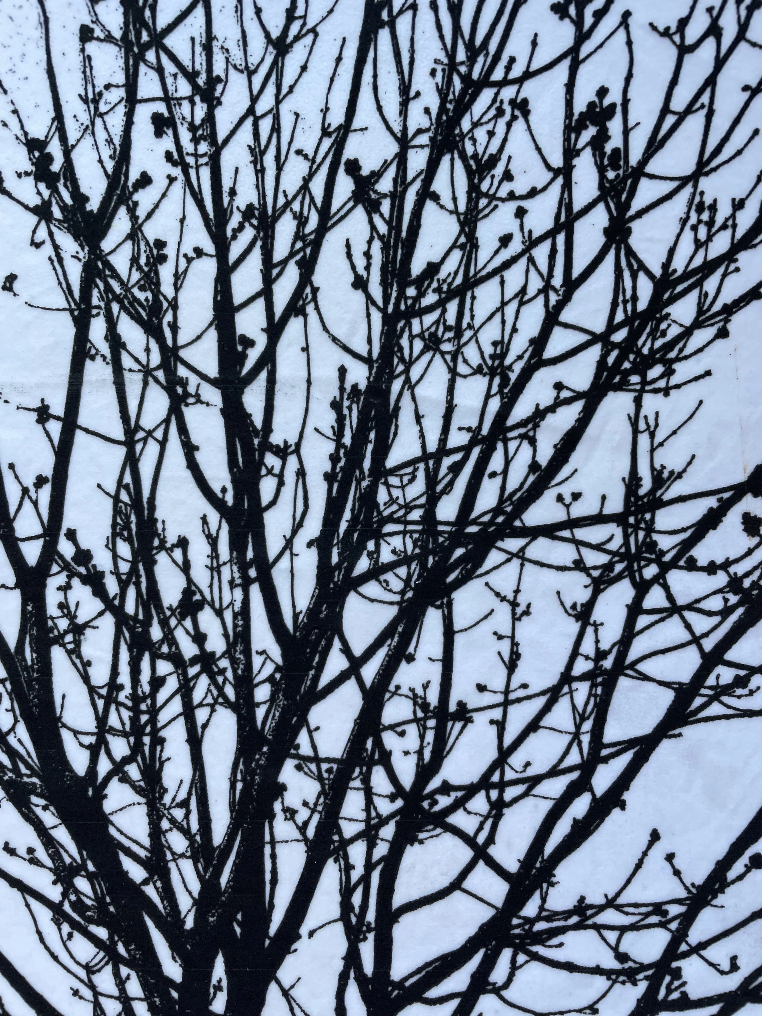 IMG_5500.jpeg
