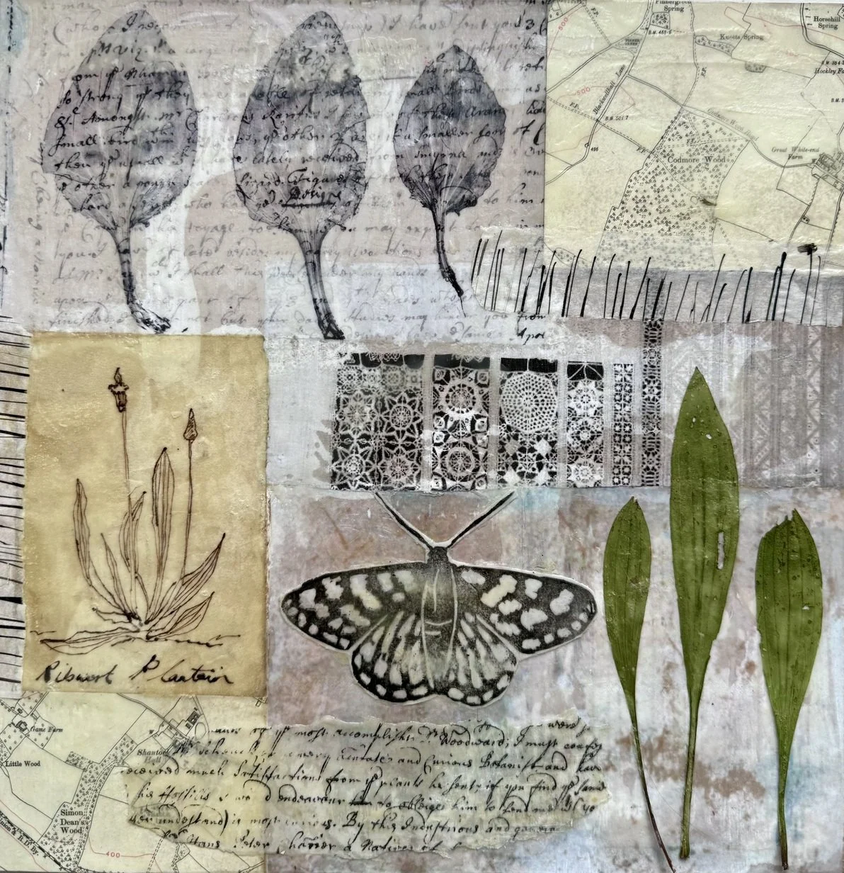 Sacred Herb - waxed paper drawings and plants, embedded plantain leaves 30cm x 30cm