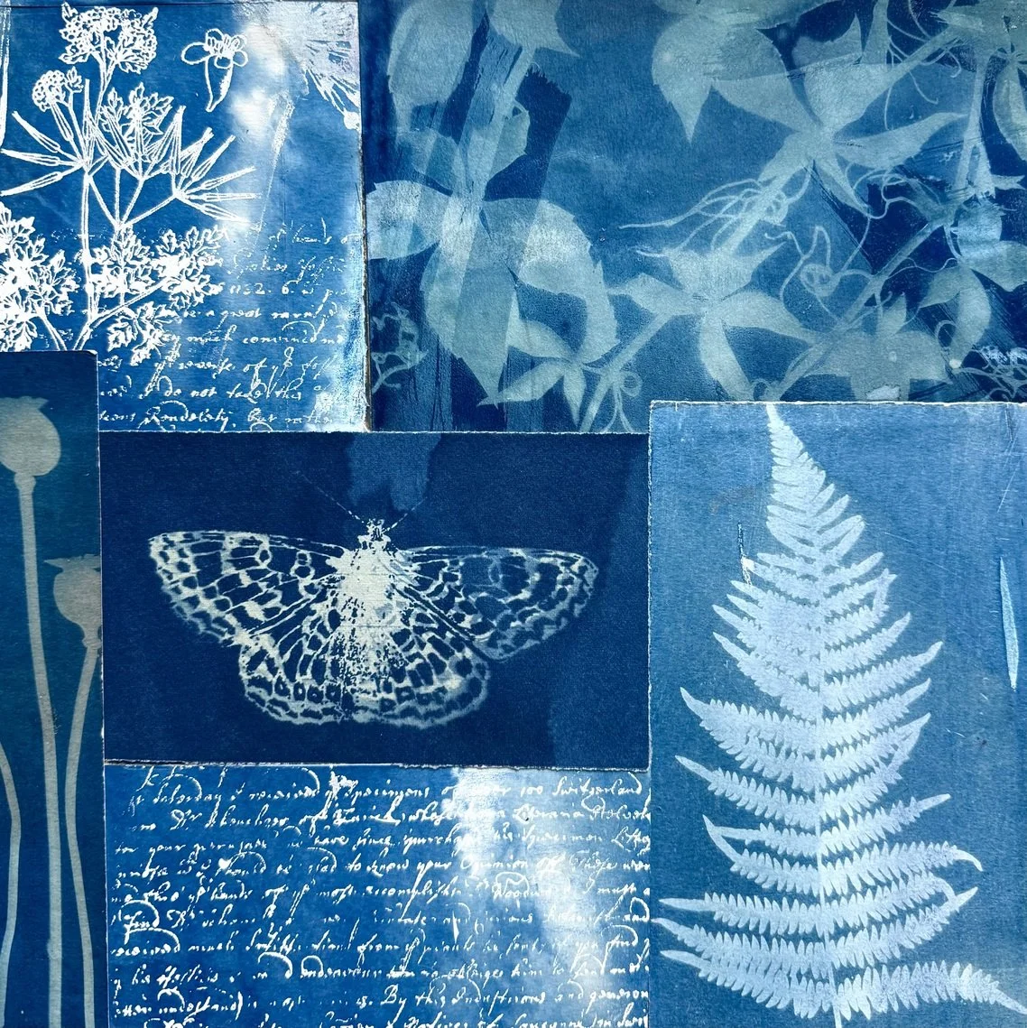 Plantain - collaged cyanotypes of drawings and plants 30cm x 30cm