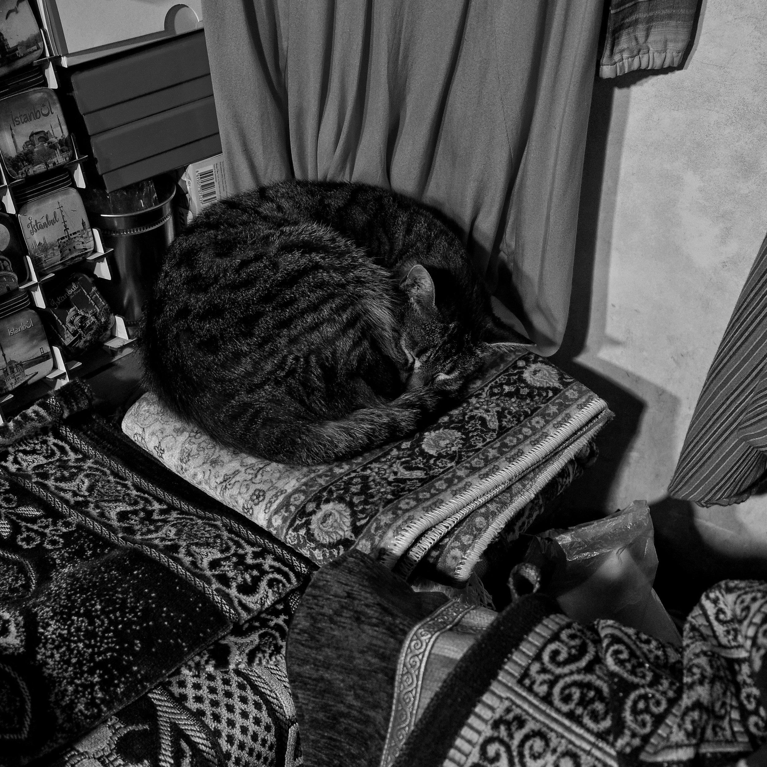 Cat on Chair BW.jpeg