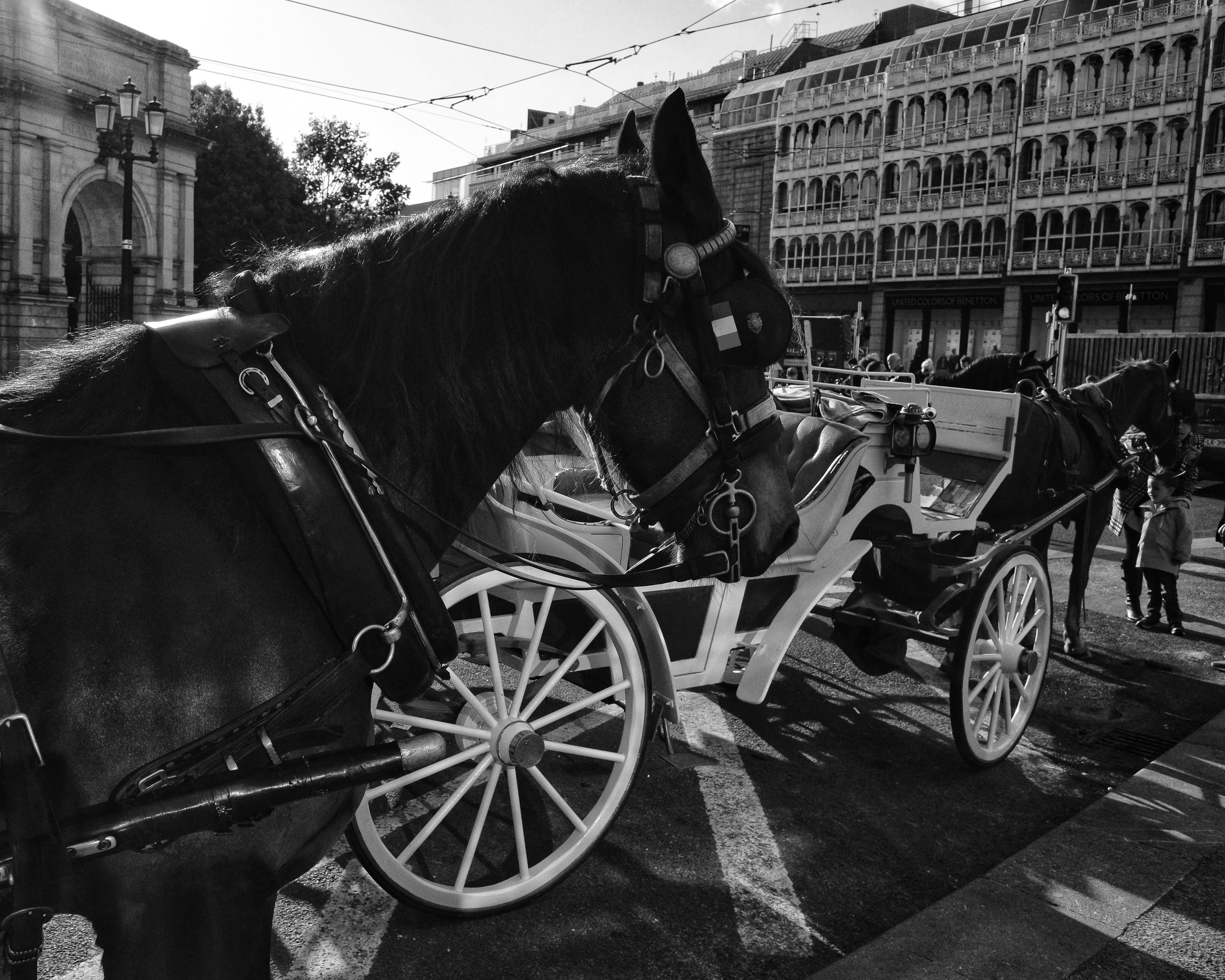 Dublin Horse BW.jpeg