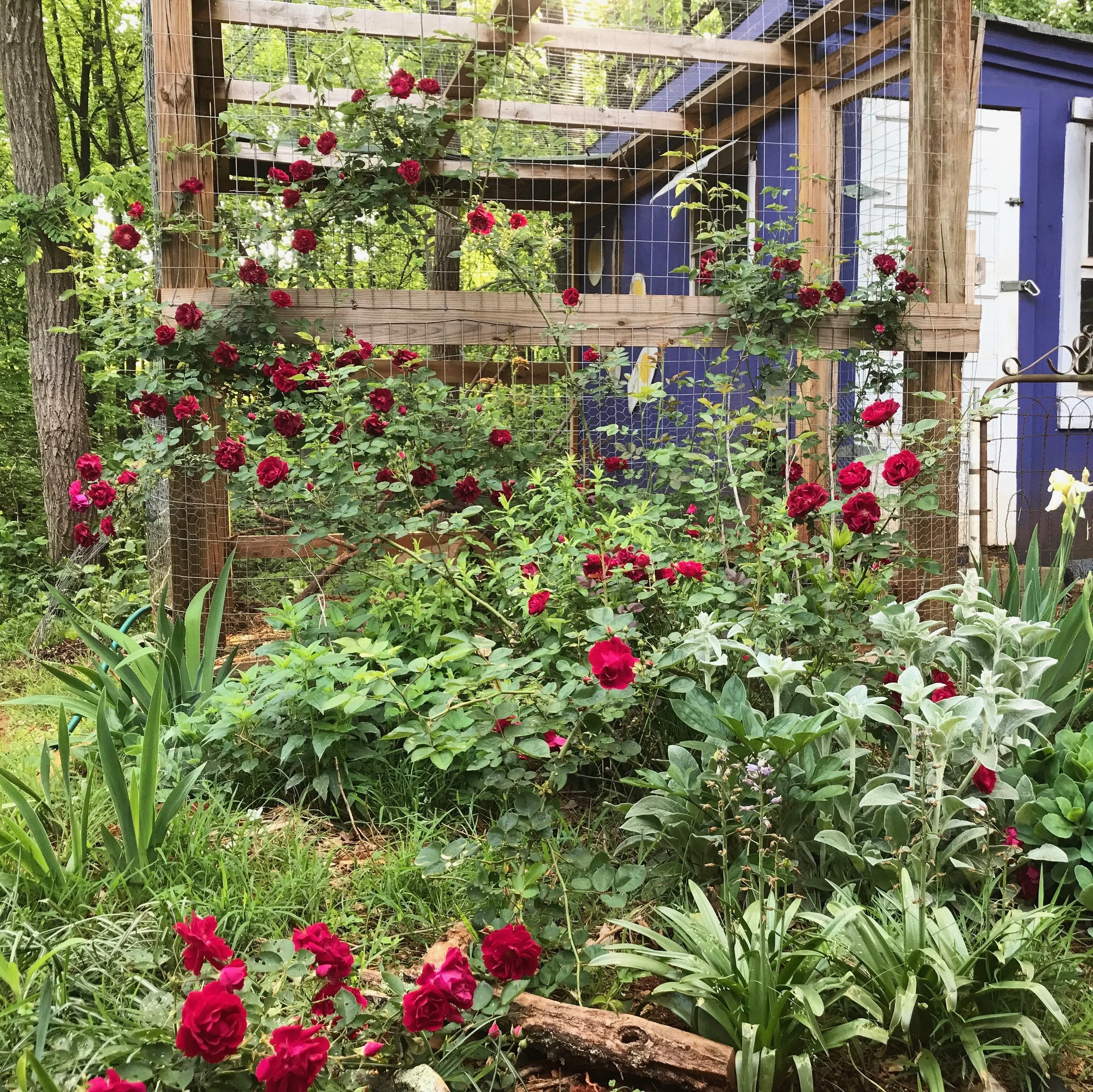 A garden with red roses and green foliage in front of a wooden chicken coop with wire fencing and a blue door.