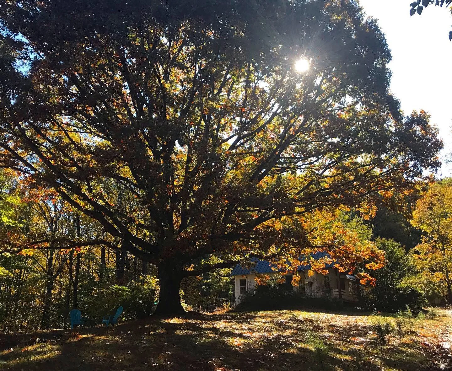 A large tree with colorful autumn leaves in front of a house with a metal roof, with the sun shining through the branches.