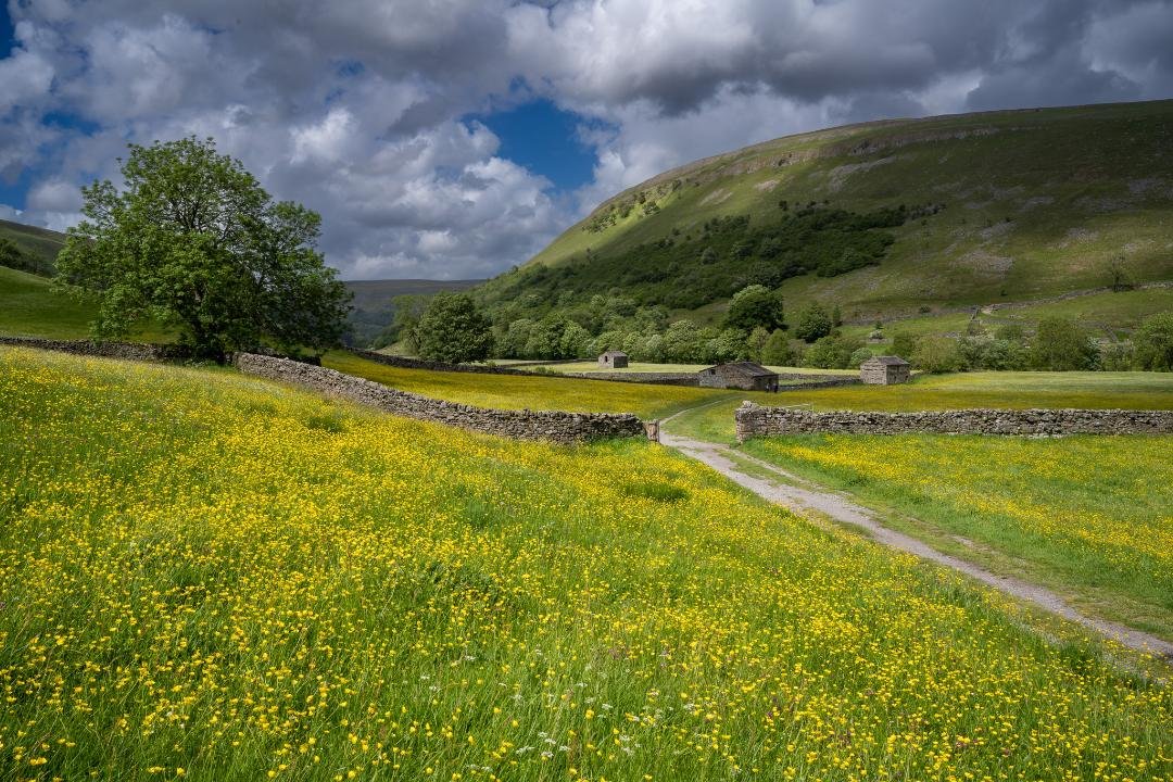 Summer Wild Flower Meadows of Muker - £10 - SOLD OUT