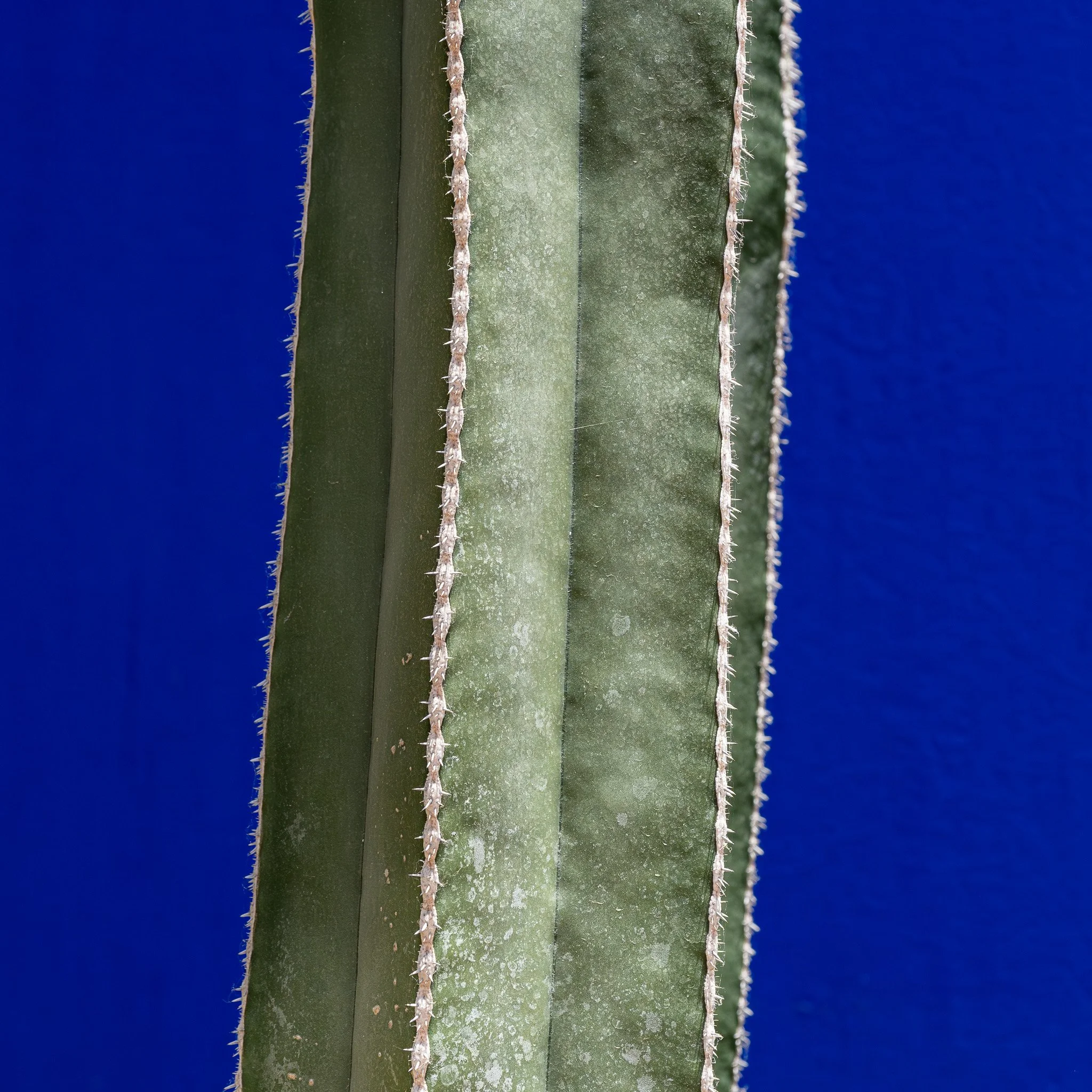 DSC_4726.jpg