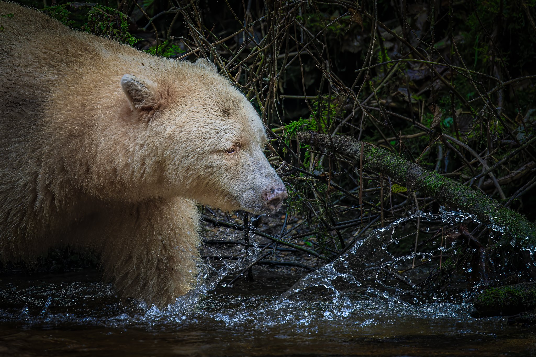 Splashing Around.jpg