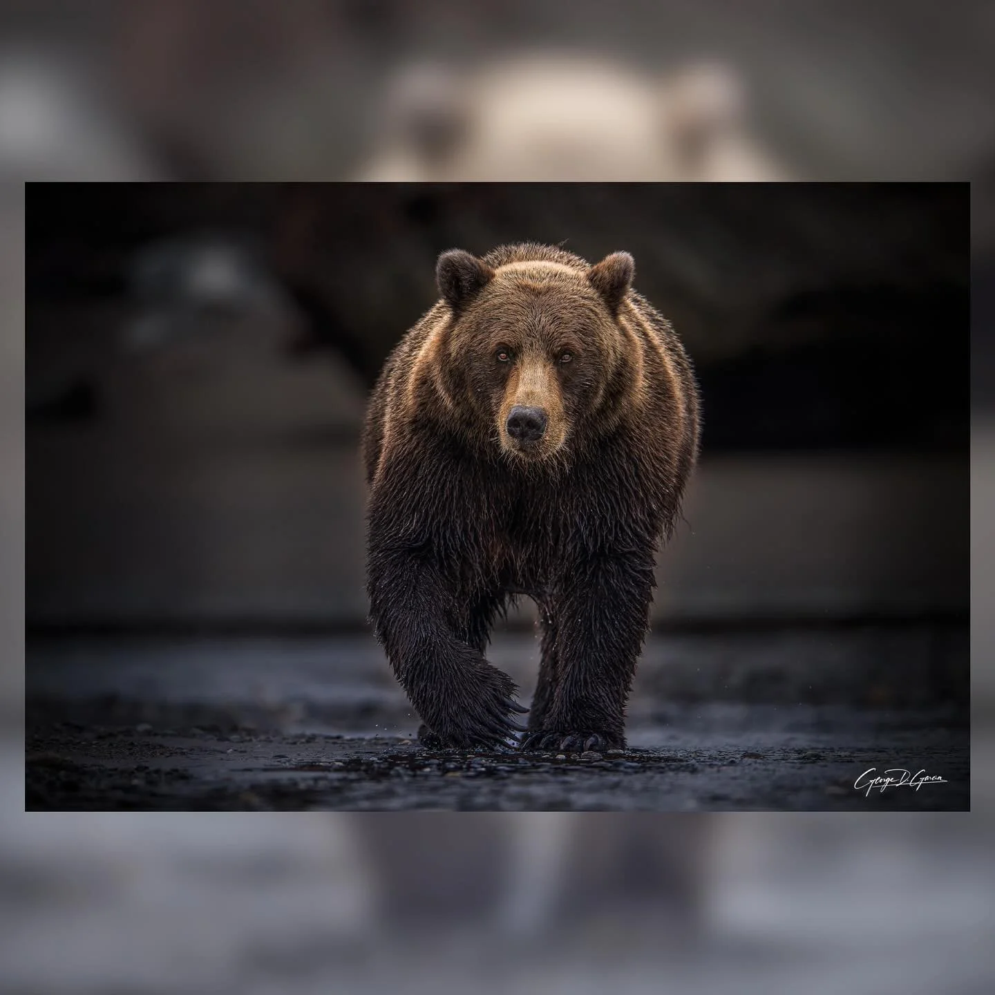 The Spirit Bearer

Emerging from the misted shoreline, he moves with the authority of an elder who has walked these lands before the first stories were told. Among many Native traditions, the bear is a spirit bearer, a being of power and deep medicin