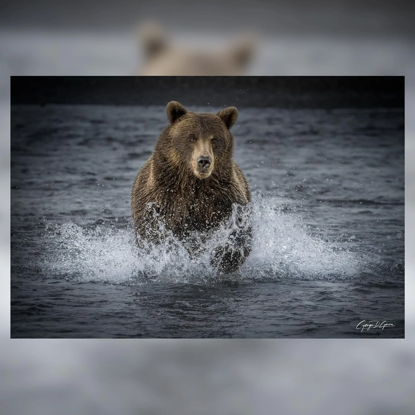 Thunder of the Wild

She runs through the river with the force of a storm unleashed, water exploding skyward as if struck by lightning. Every stride is power made flesh with a rhythm as deep as the mountains and as fierce as the rivers that carve the