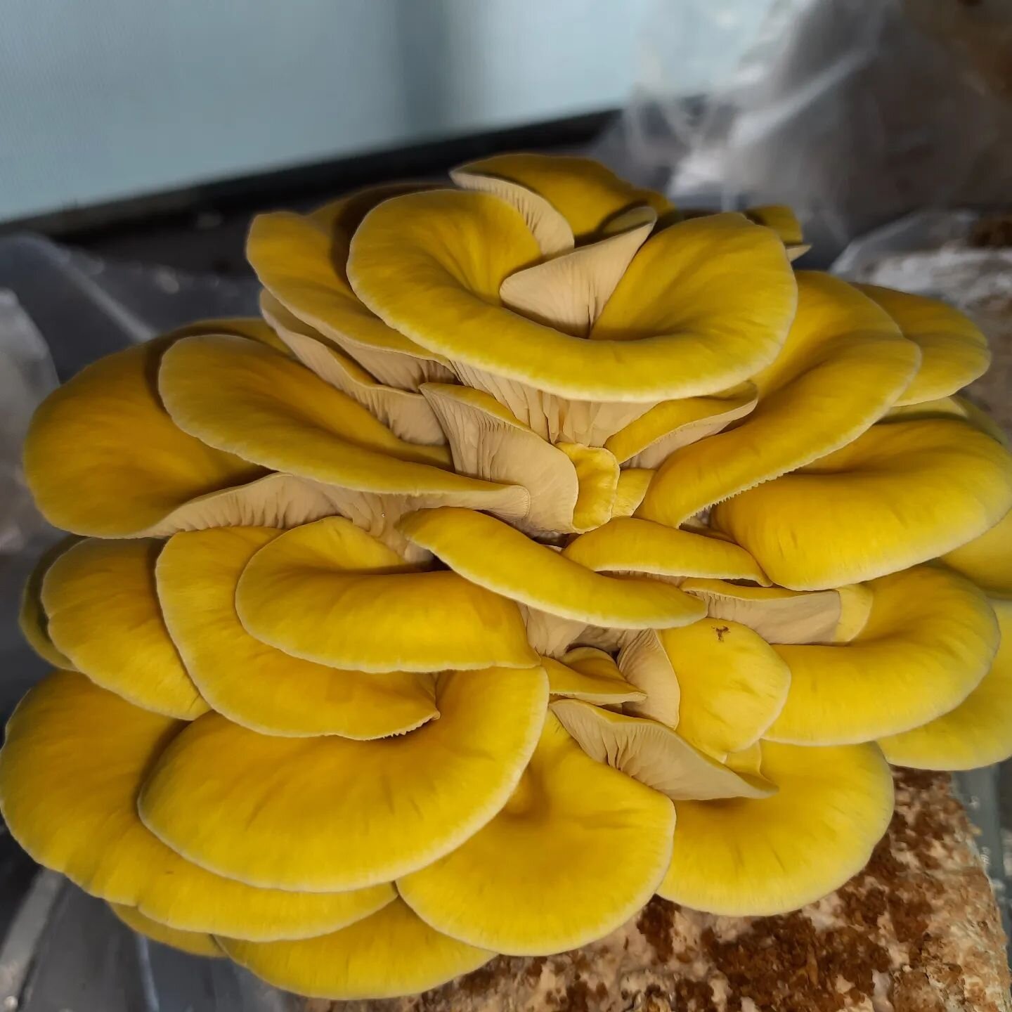 Loads of yellow oyster tomorrow at Bath Farmers' Market