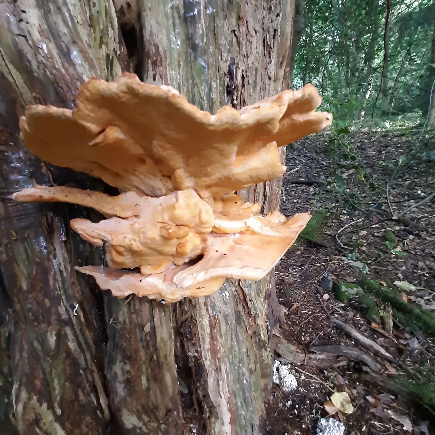 Laetiporus sulphureus
Chicken of the woods
Edible wild mushroom, needs a long cooking time