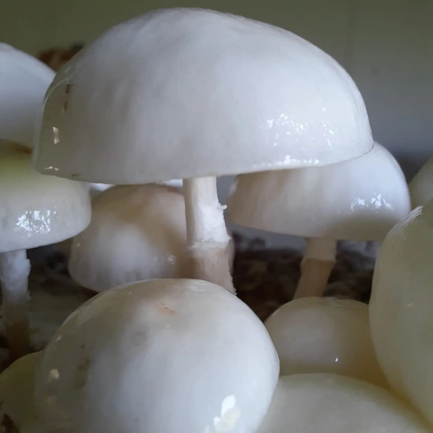 The beautiful but totally uneconomically viable pocelain mushroom on display at Bath Farmers' market today.