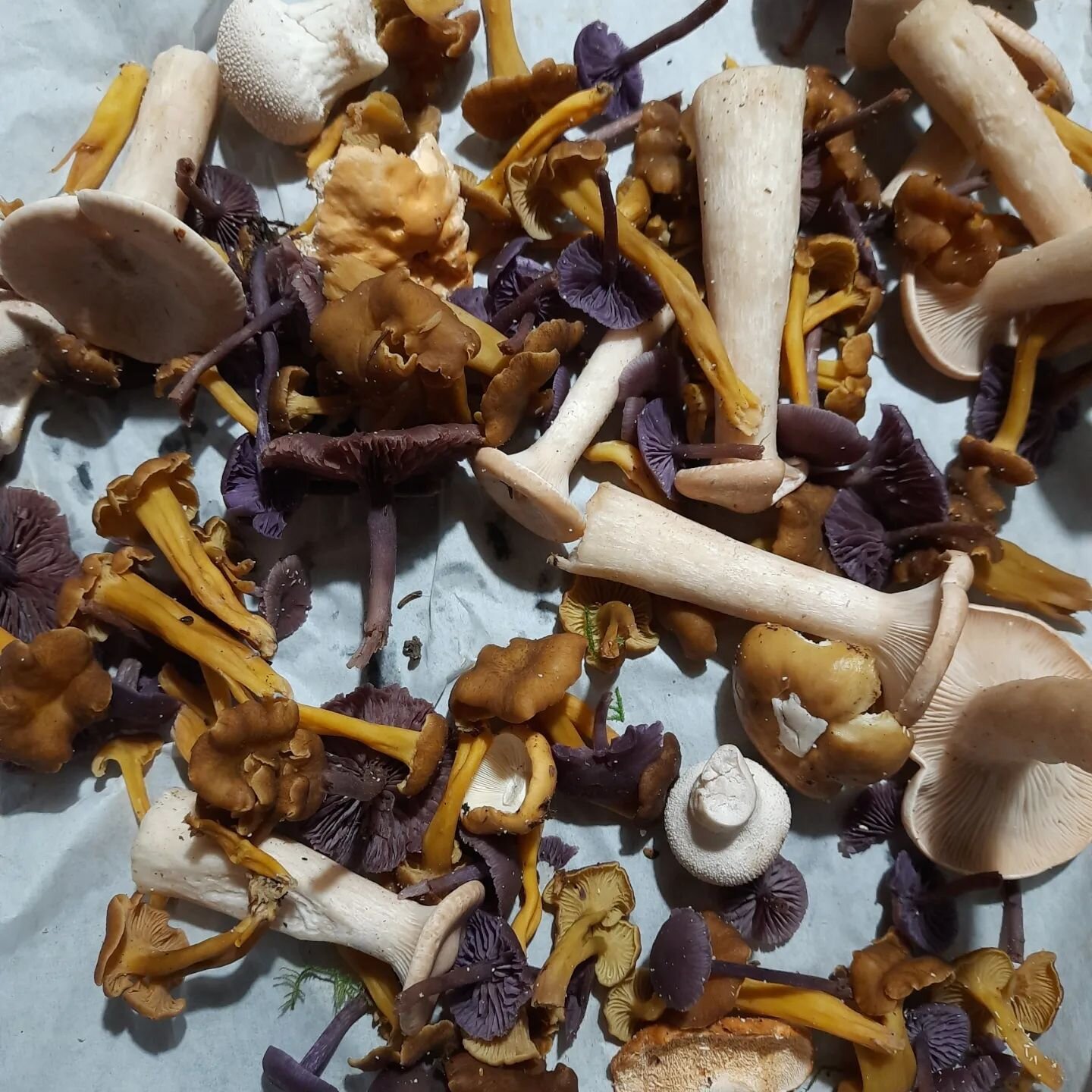 Fantastic day out with Fred Gillam on his secret sunday mushroom foraging group.

A huge amount of winter chanterelles, amethyst deceivers, trooping funnel and more to enjoy, as well as improving my knowledge of wild mushrooms.