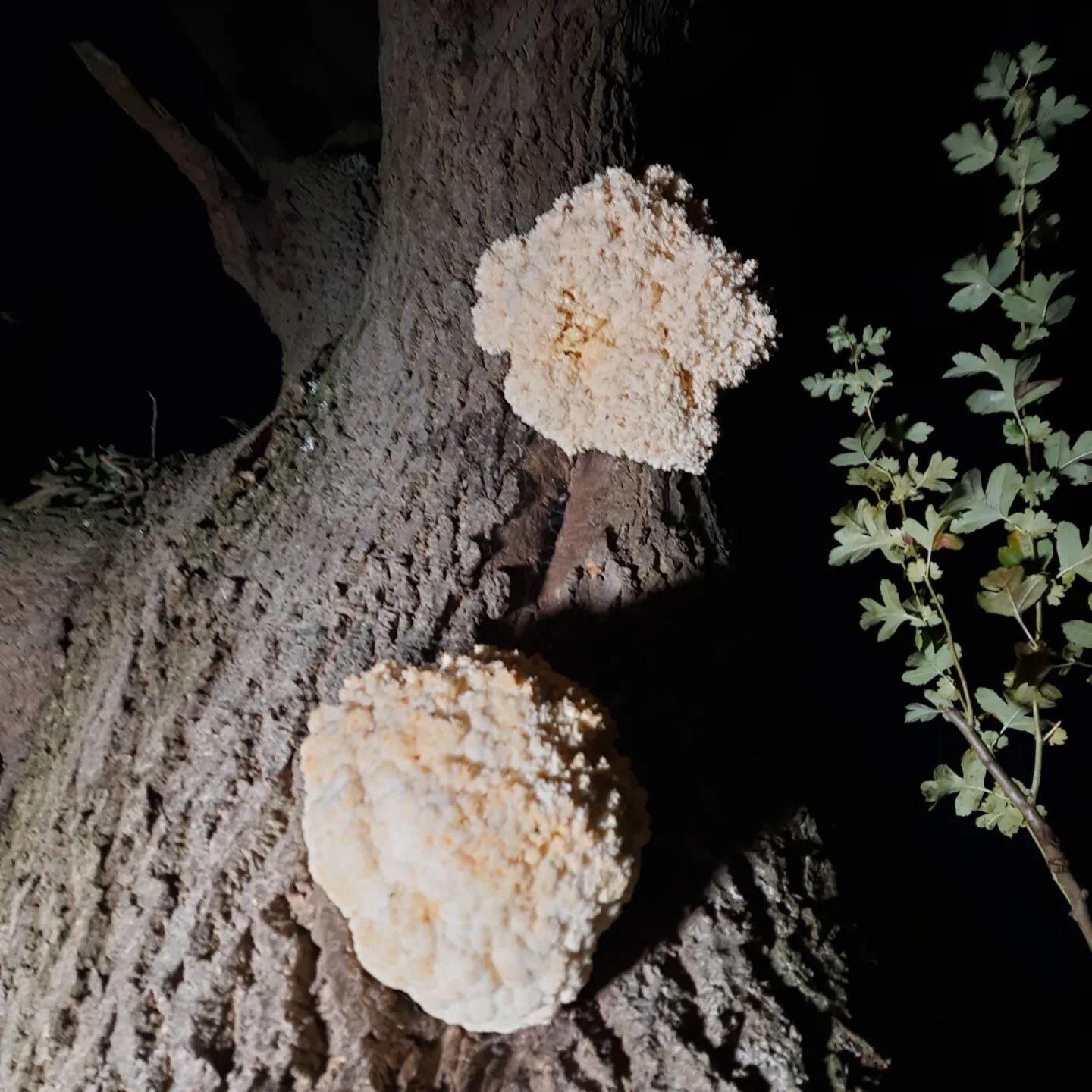 A trip up to Leicestershire last night to take a sample of the incredibly rare Hericium coralloides, or Coral tooth fungus.
There were three football size fruiting bodies high up in a dying Ash tree. This fungus has been fruiting yearly for 30+ years