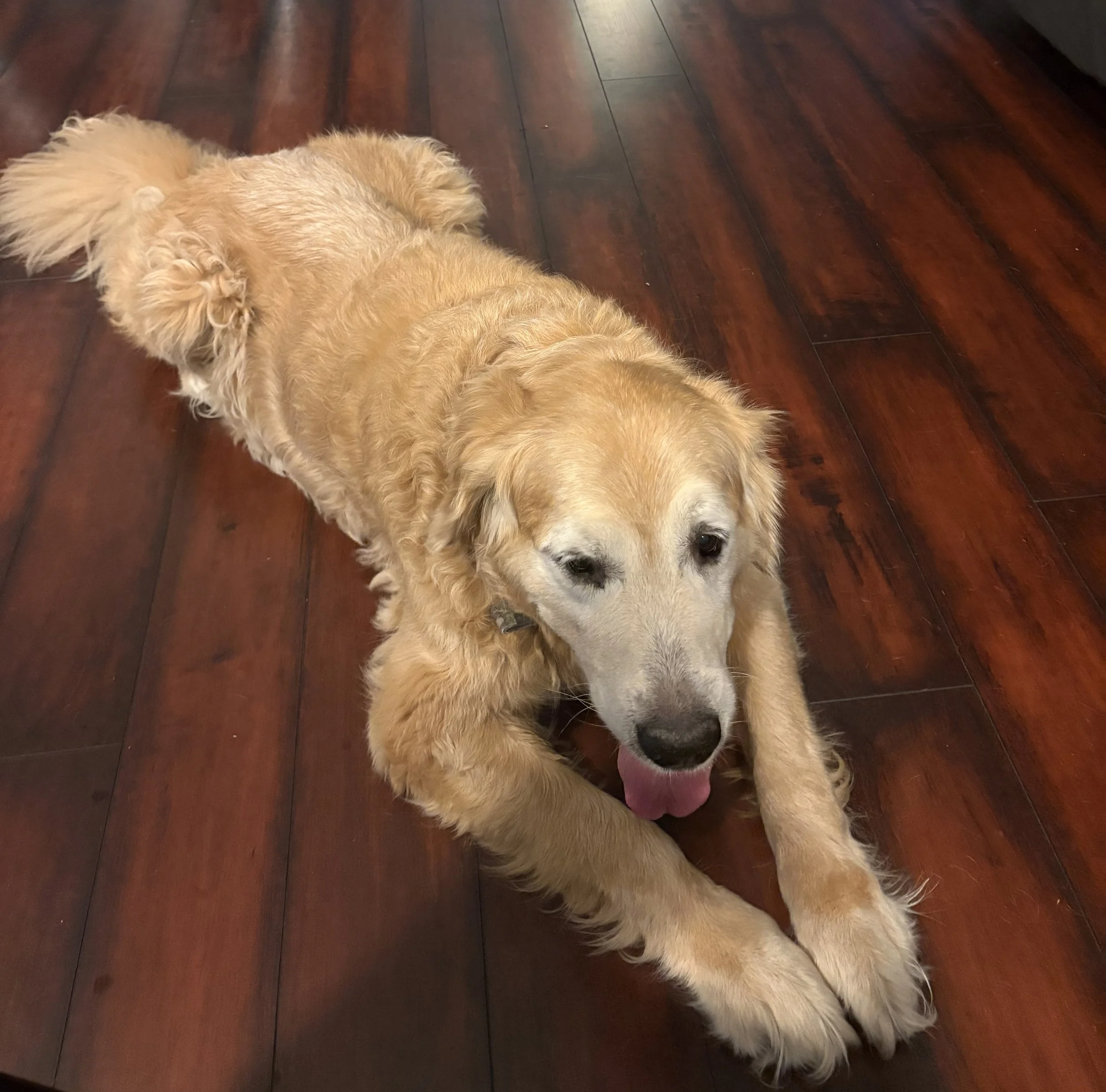 Cooper.jpeg
