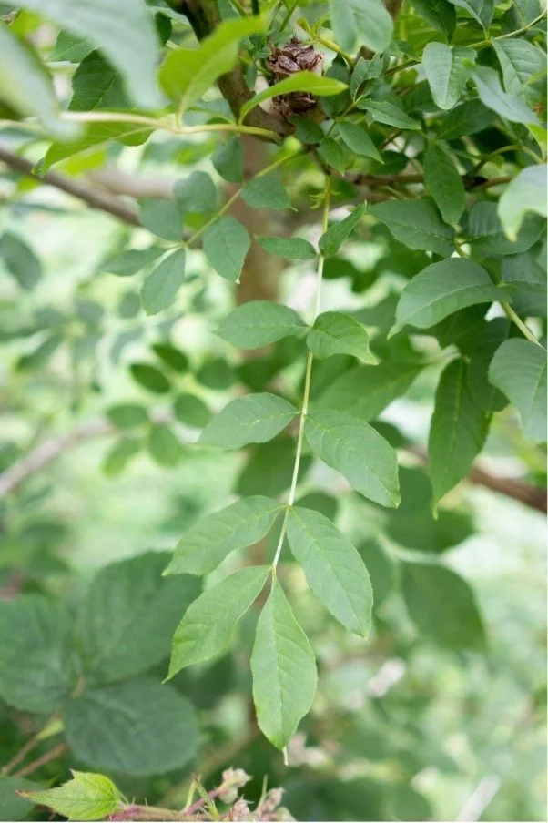 Ash tree Killin, Em Watson..jpg