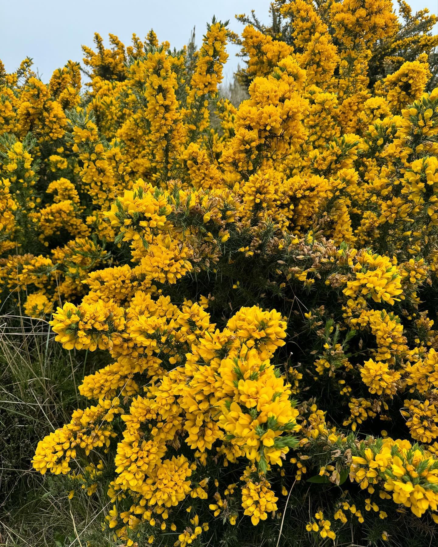 Day off with Mr Herbal storyteller and the spaniel at Tentsmuir beach&hellip;coconut scented gorse is in bloom so kissing is also in season🤭💫💚🌿

#daysoffvibes #scotland #gorse #plantlore
