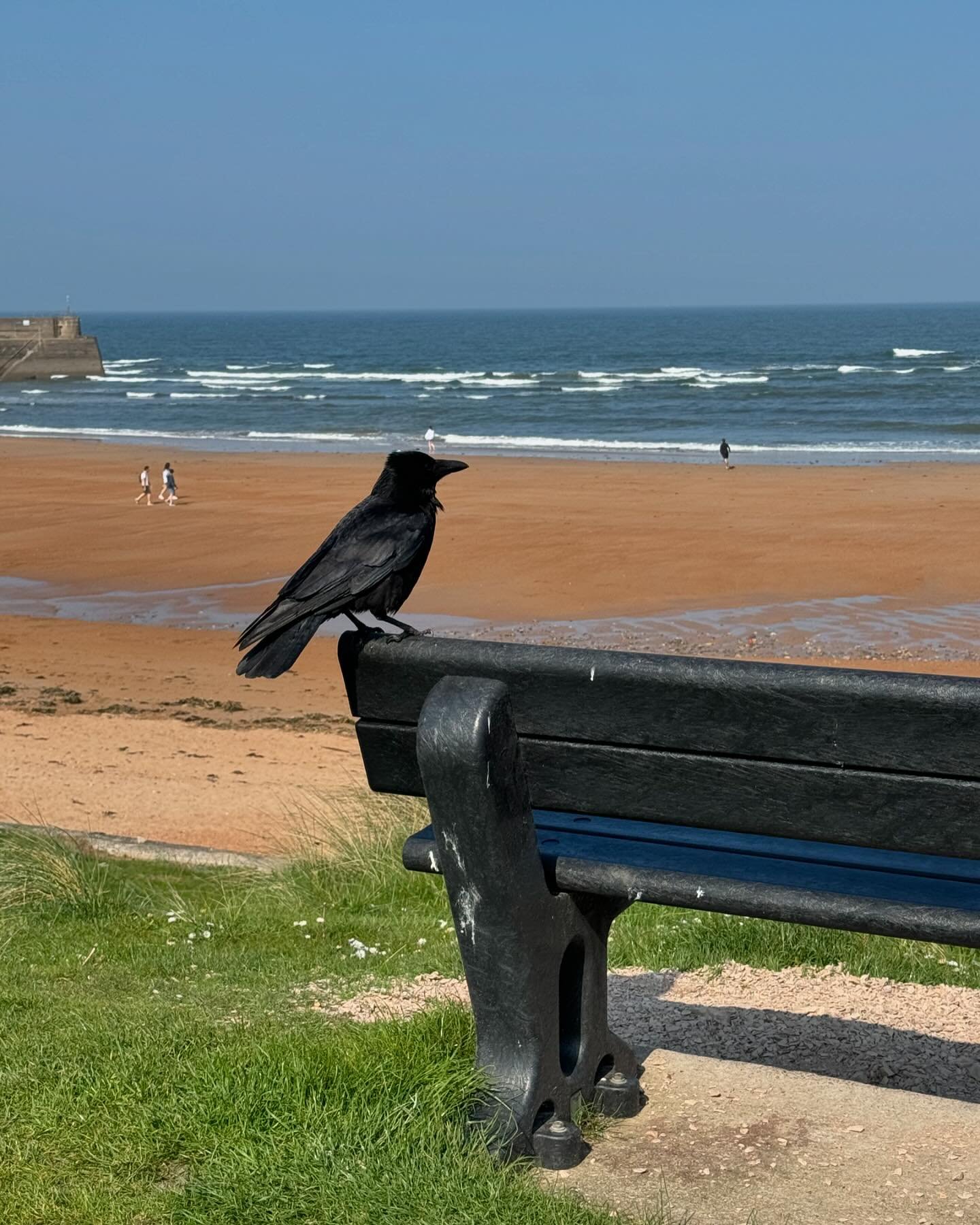 Raven seek thy brother

A word to the Corvid family

This week&rsquo;s day off was tough&hellip;but the sea was cold and the sky was blue&hellip;

&hellip;on St Andrews beach where we hid from chaos for an hour&hellip;

&hellip;and I&rsquo;m now rere