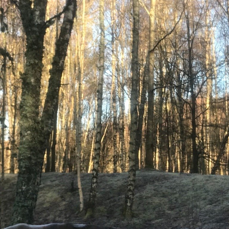 Today's hidden story from the Time Traveller's Herbal pub by @dandcbooks @verbena_books , over on my Substack invites you to join me for a midwinter walk into the Birch wood, featured in the chapter: Border Ballads and Birch, there is also a gift for