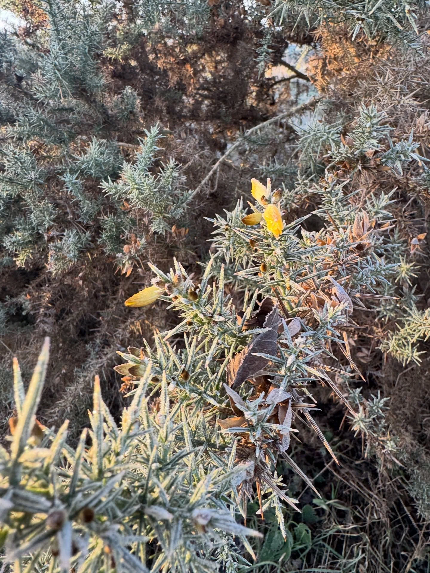 The Gorse is in season!

(Frozen) kisses now fashionable once more😊❄️🌱💚💫

(Silly spaniels optional&hellip;but definitely add effervescence to frosty morning meanders along the river)

#meadowmeanders #botanicafabula #spanielsofinstagram #herbalst