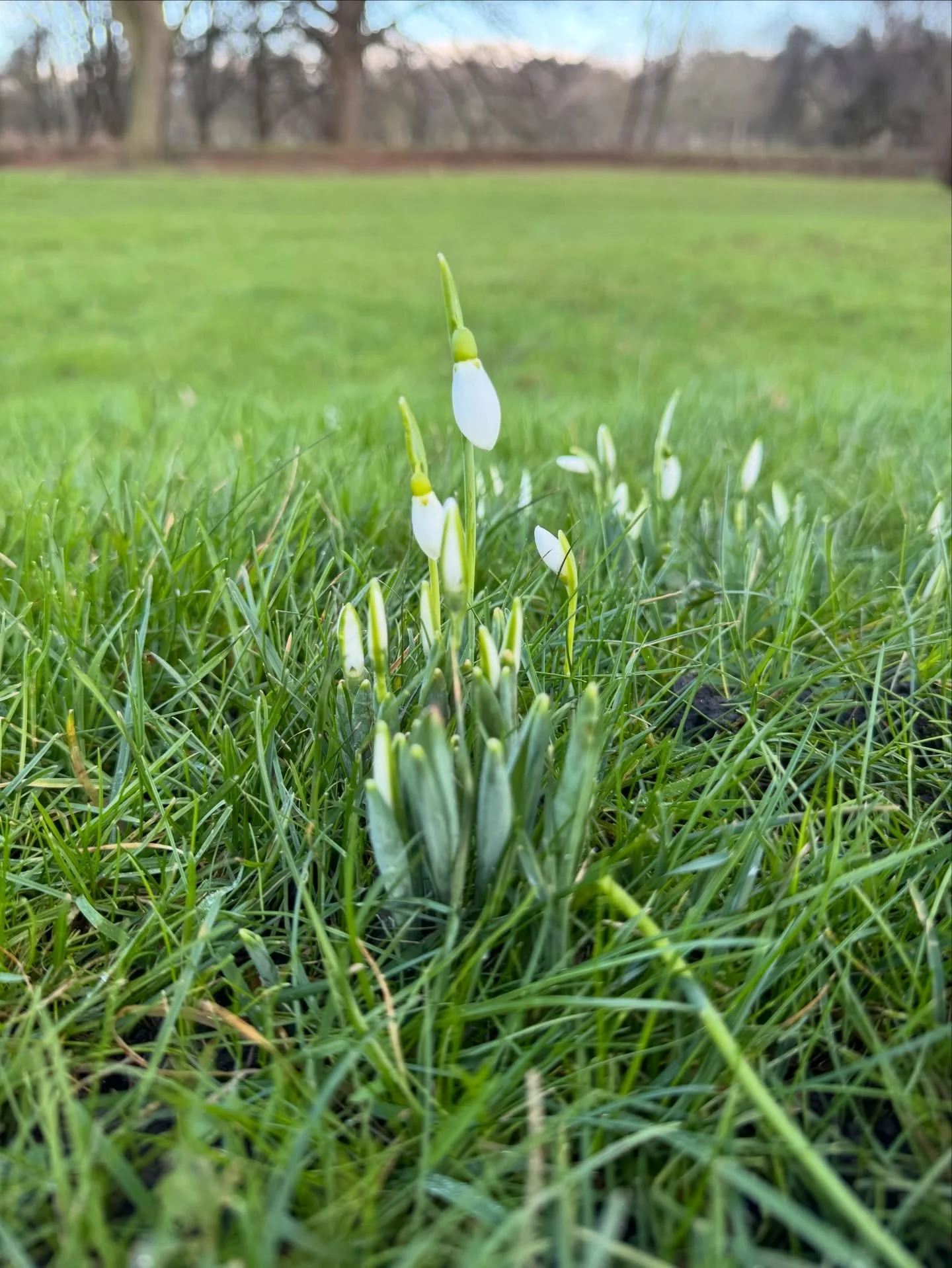 The first snowdrops betwixt the ice and the rain&hellip;

A last steadfast of community led land-lore

You can catch the full story of this brave flower on my Substack ( link in bio)
🌱❄️✨💚

#snowdrop #botanicafabula #herbalstorytelling #communitytr