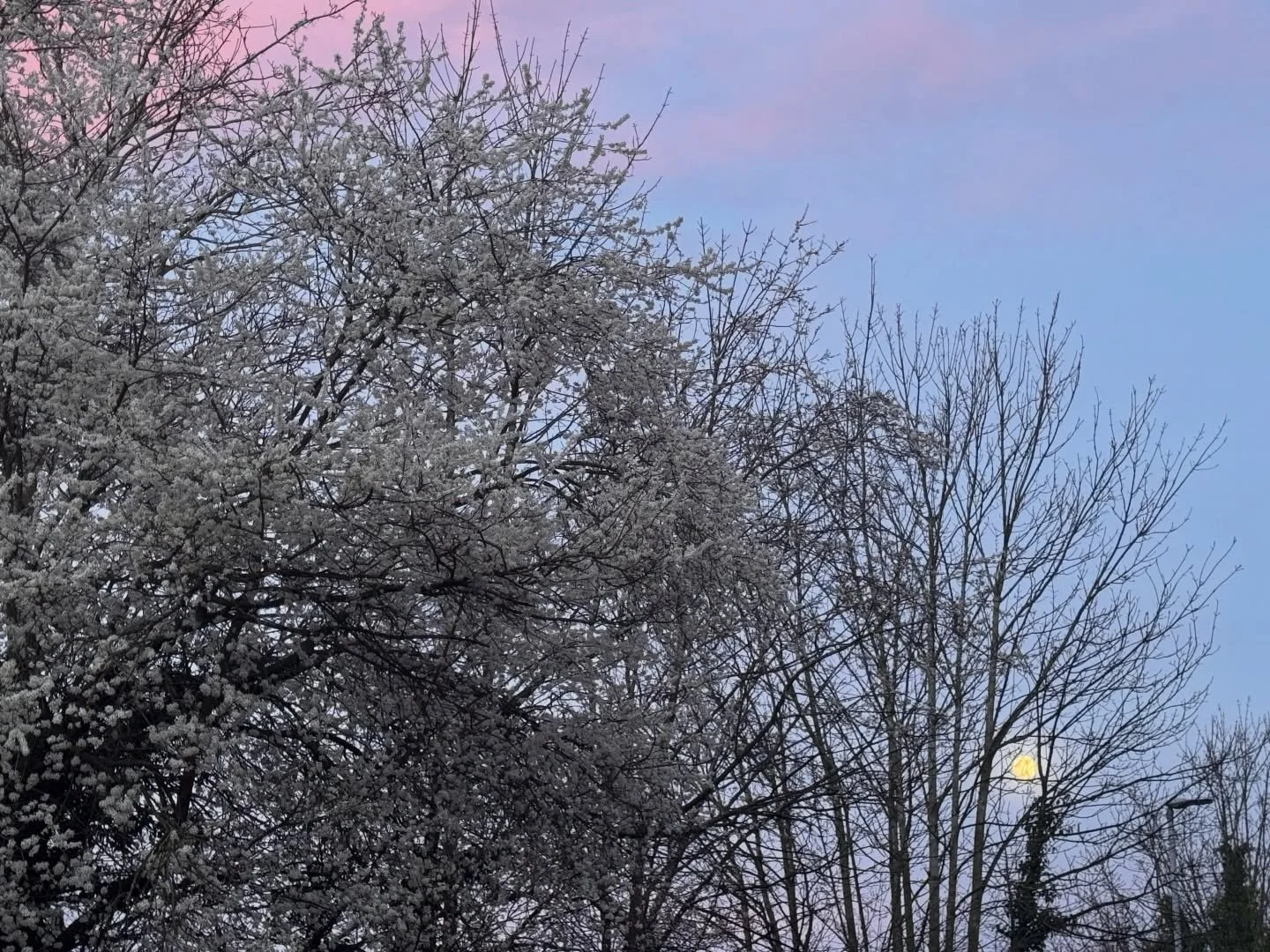 Last nights full moon through the blossom clad branches of the Blackthorn&hellip;

On a street named for the meadow it once bordered, in a town once known for its orchards and market gardens.

If you walk around Hexham you will start to spot blossoms