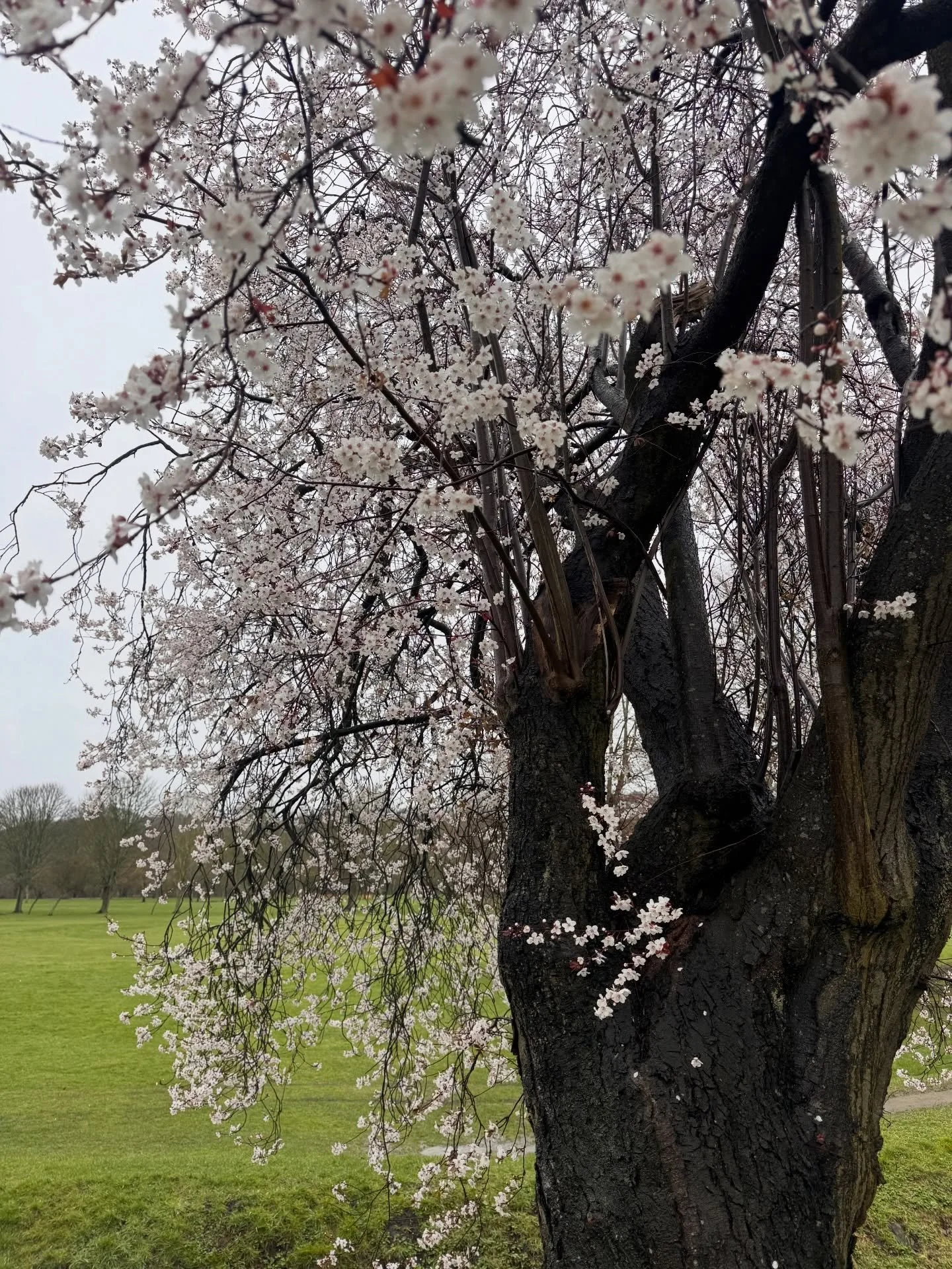 Spotting another beautiful blossom covered fruit tree to add to the &lsquo;Orchard town&rsquo; map for #storiesfromourpatch on this morning&rsquo;s meander.

This beauty is ( I&rsquo;m pretty sure🤞) Cherry plum ( Prunus cerasifera) if you think you 