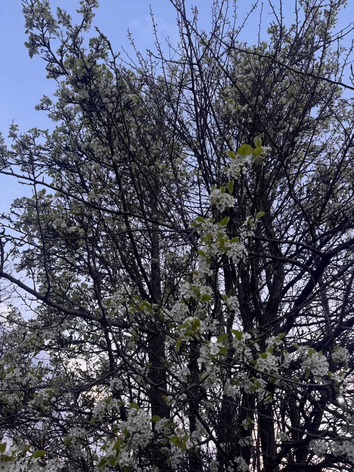 Spotting flowering fruit trees for Blossom Day in Hexham, pear (I think) and bird cherry, but do you know where they are?

Over the past few weeks I&rsquo;ve been looking through old books in the library, discovering pictures of Hexham&rsquo;s orchar