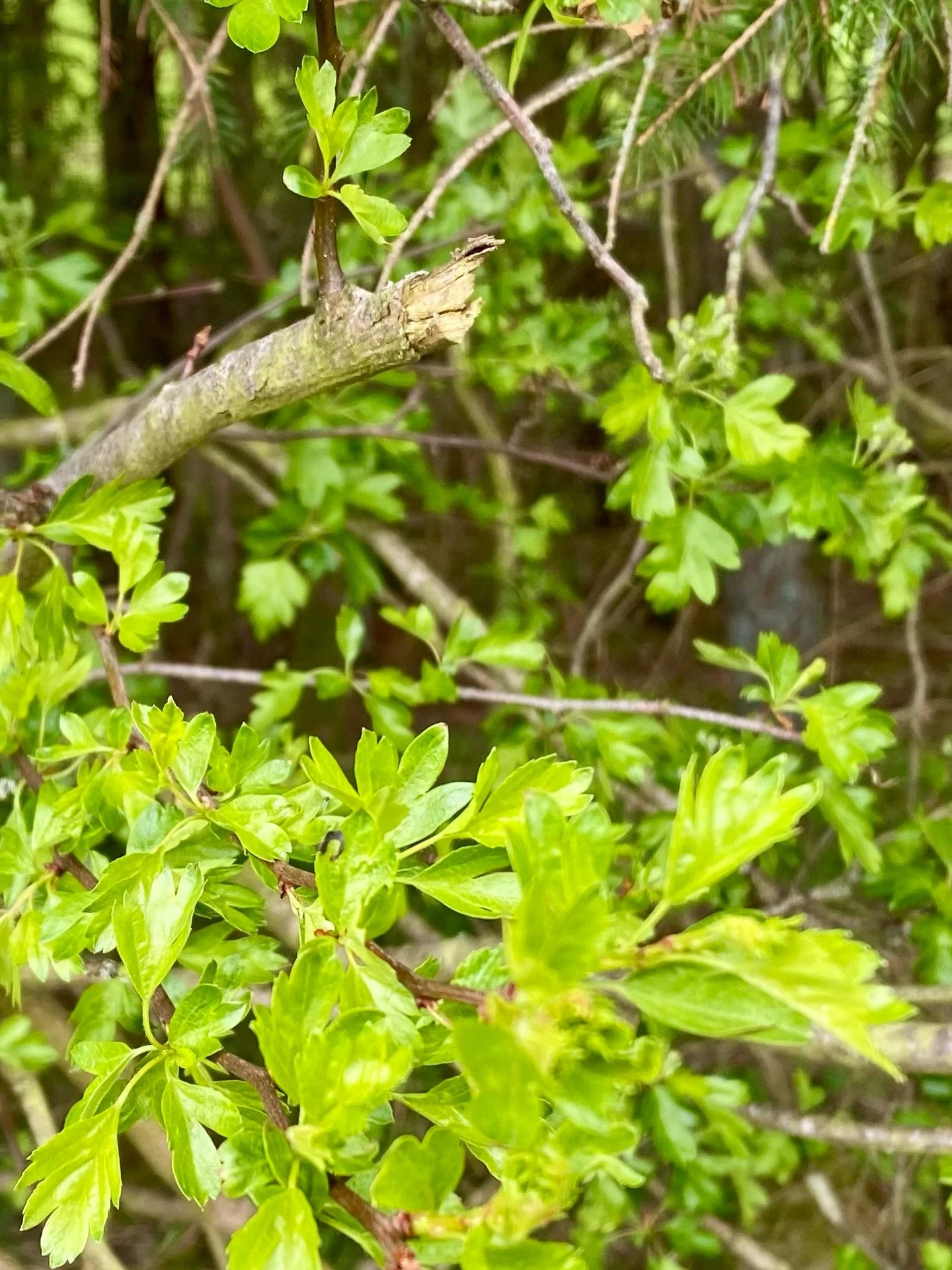 The Hawthorn has not blossomed here just yet, those sweet new leaves still taste of &lsquo;bread and cheese&rsquo;&hellip;but it&rsquo;s still not advisable to break a branch&hellip;the fair folk may be watching and soon it will be Beltane&rsquo;s Ev