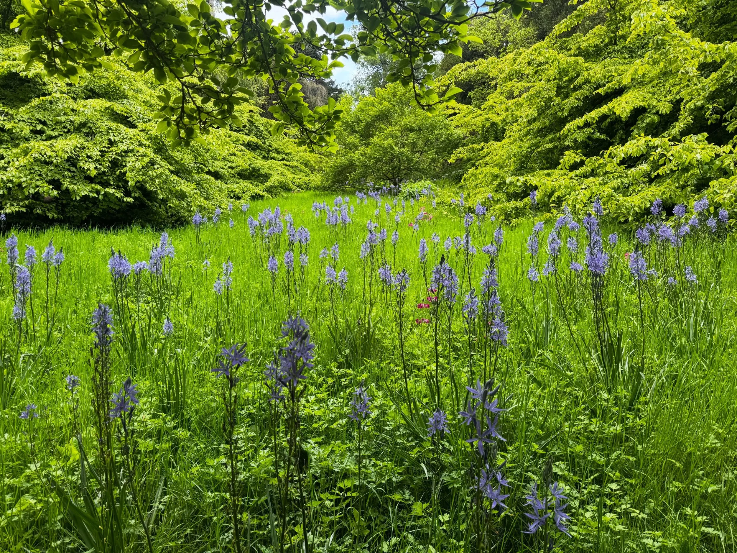 Still a bit wobbly here but definitely on the mend😊

Managed a gentle wander around Belsay, the historic home of plant collectors and people with a passion for nature, the Camus ( traditionally a nourishing root revered by indigenous American prairi
