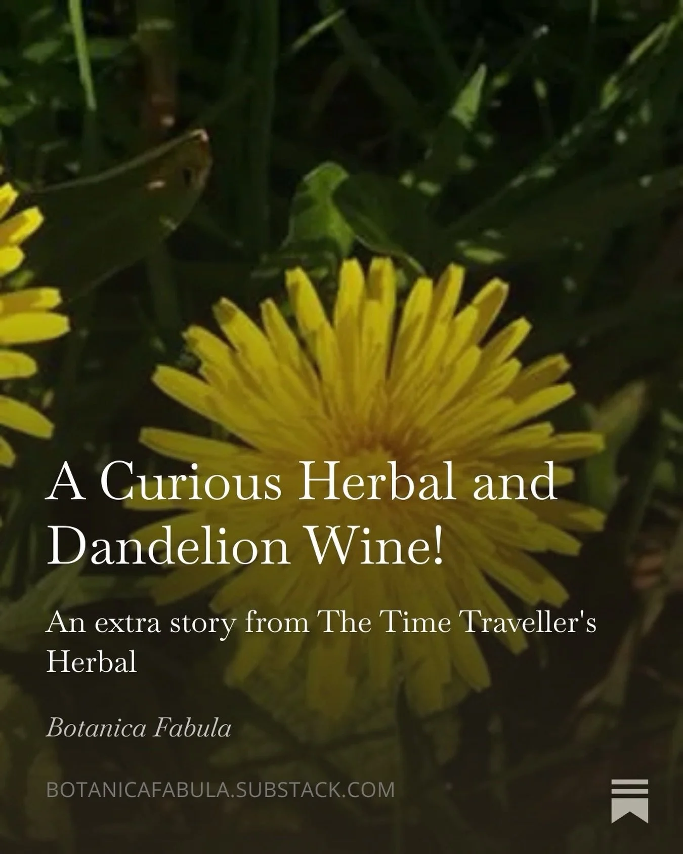 Dandelion wine, slipping into the time spiral and stories of how the fae hid from the gaze of humans&hellip;

A secret story from The Time Traveller&rsquo;s Herbal collection in my Substack today💚💫🌿

#collectedcuriosities #timetravellersherbal pub