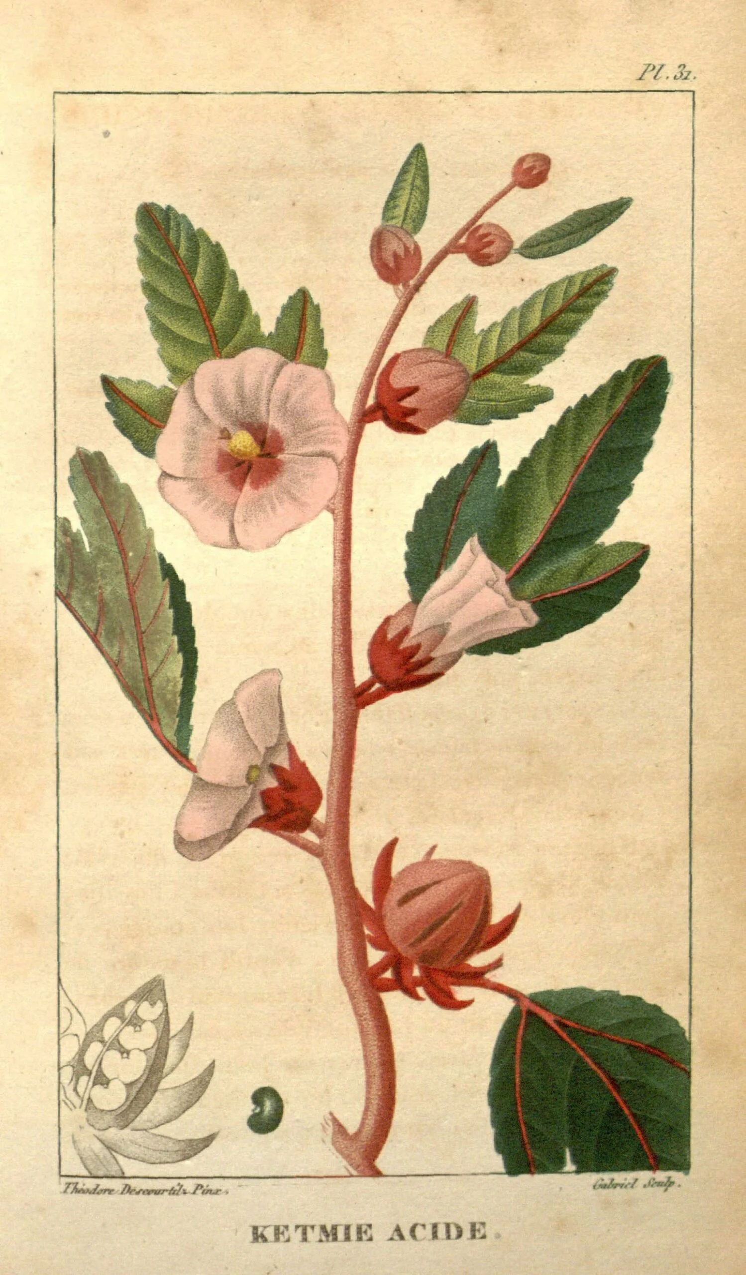 Rosella-Hibiscus.jpg