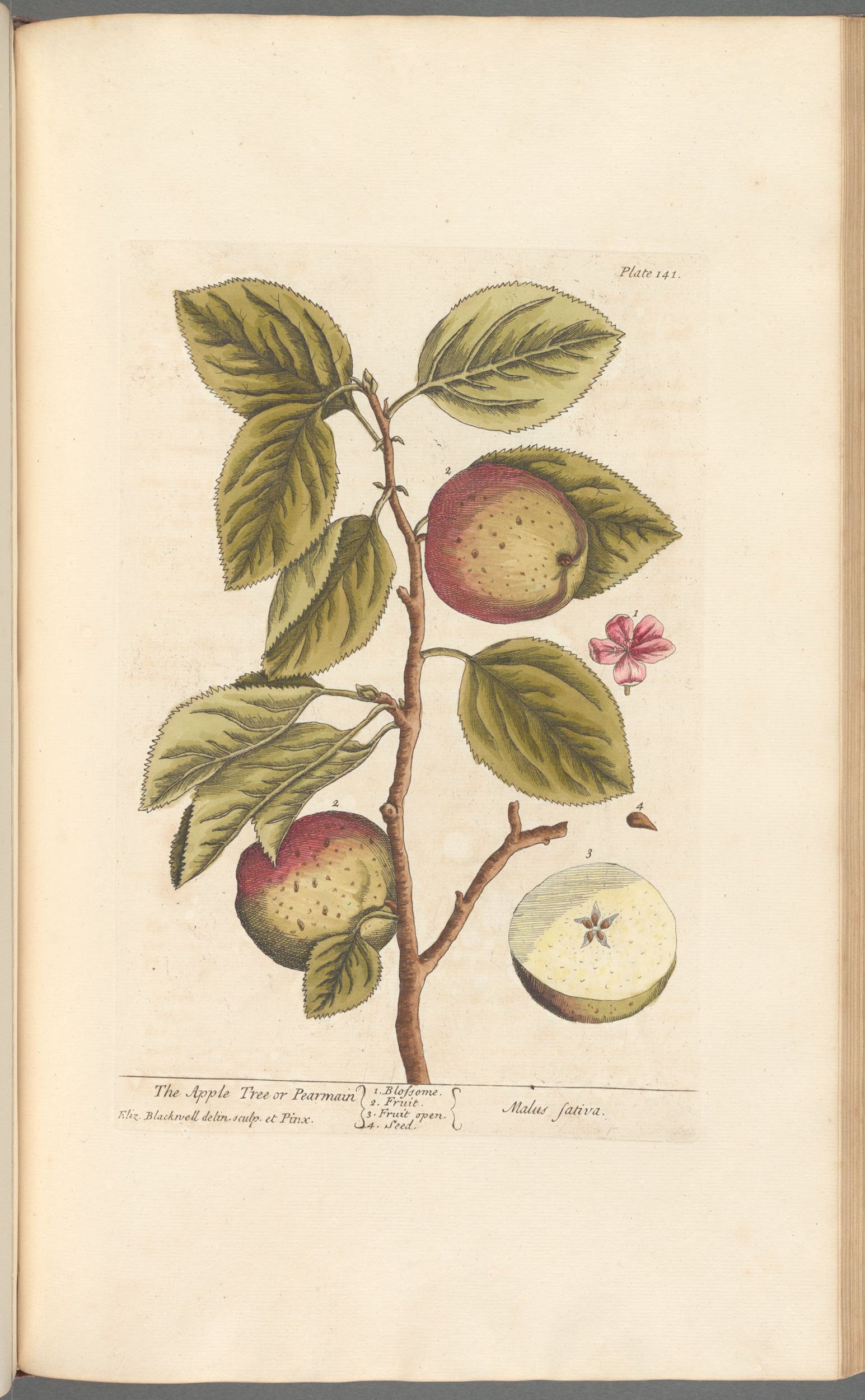 apple_botanica_fabula.jpg