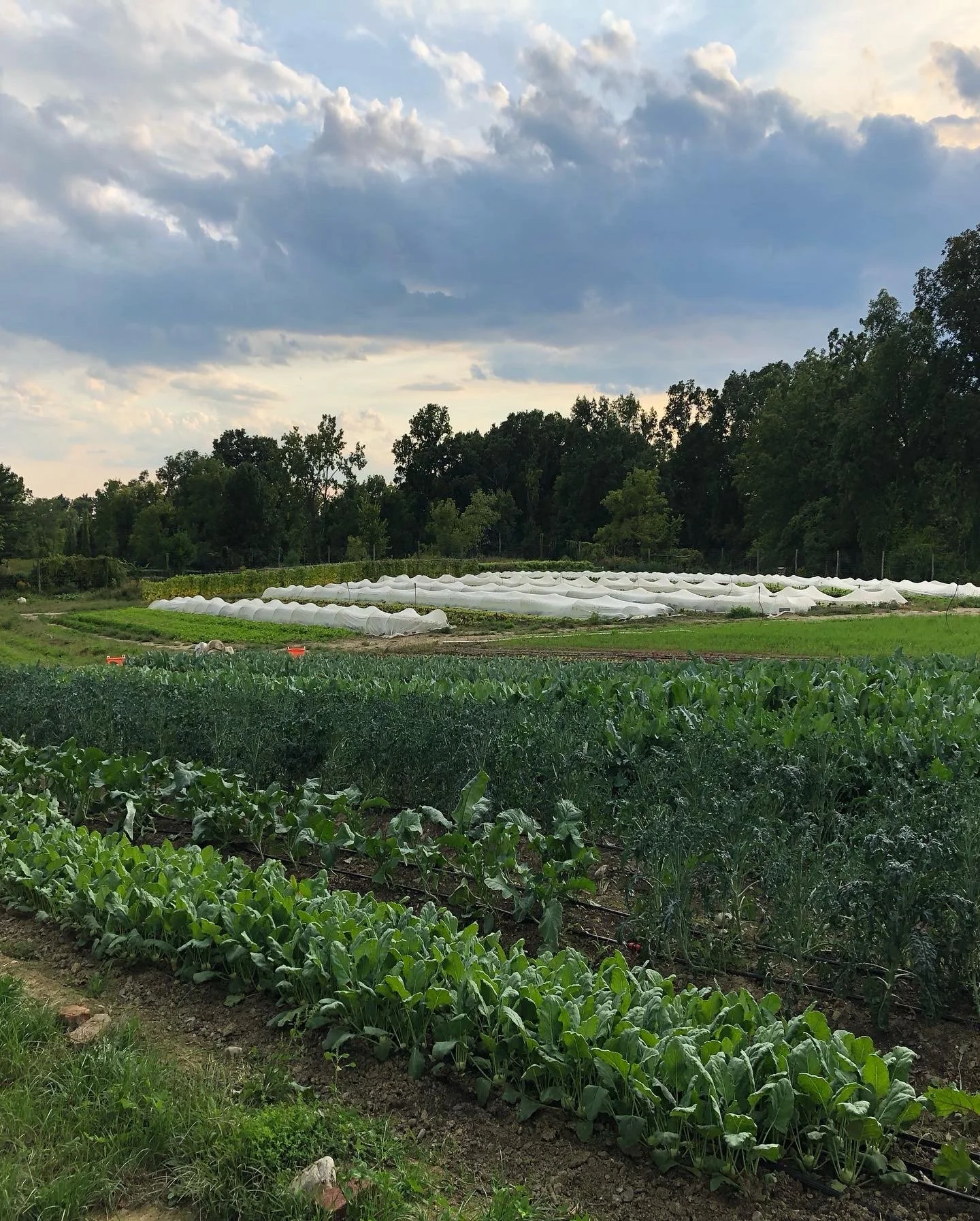 Spigariello, Kohlrabi, Cut greens, Cauliflower, Brassicas, Fall
