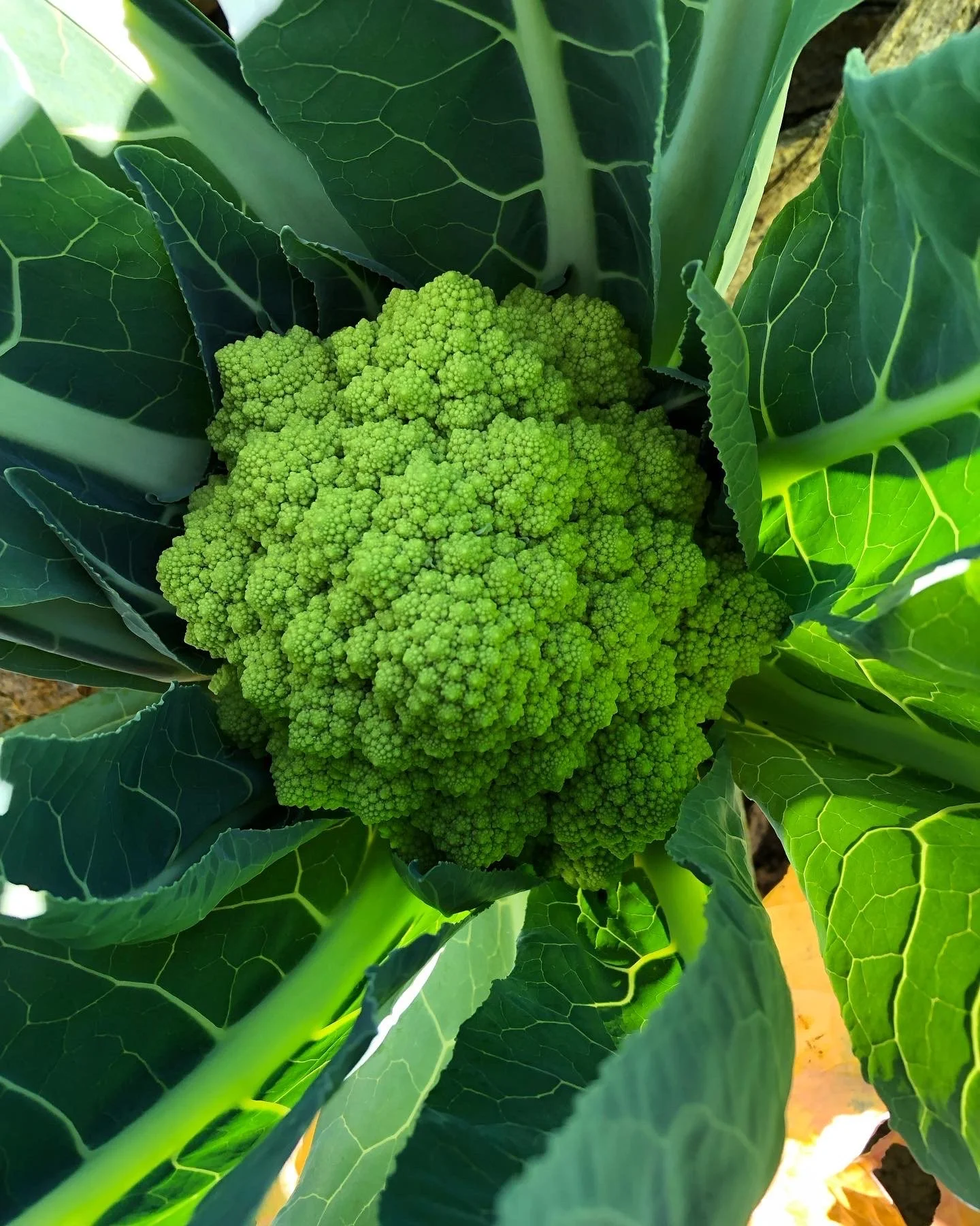 Romanesco