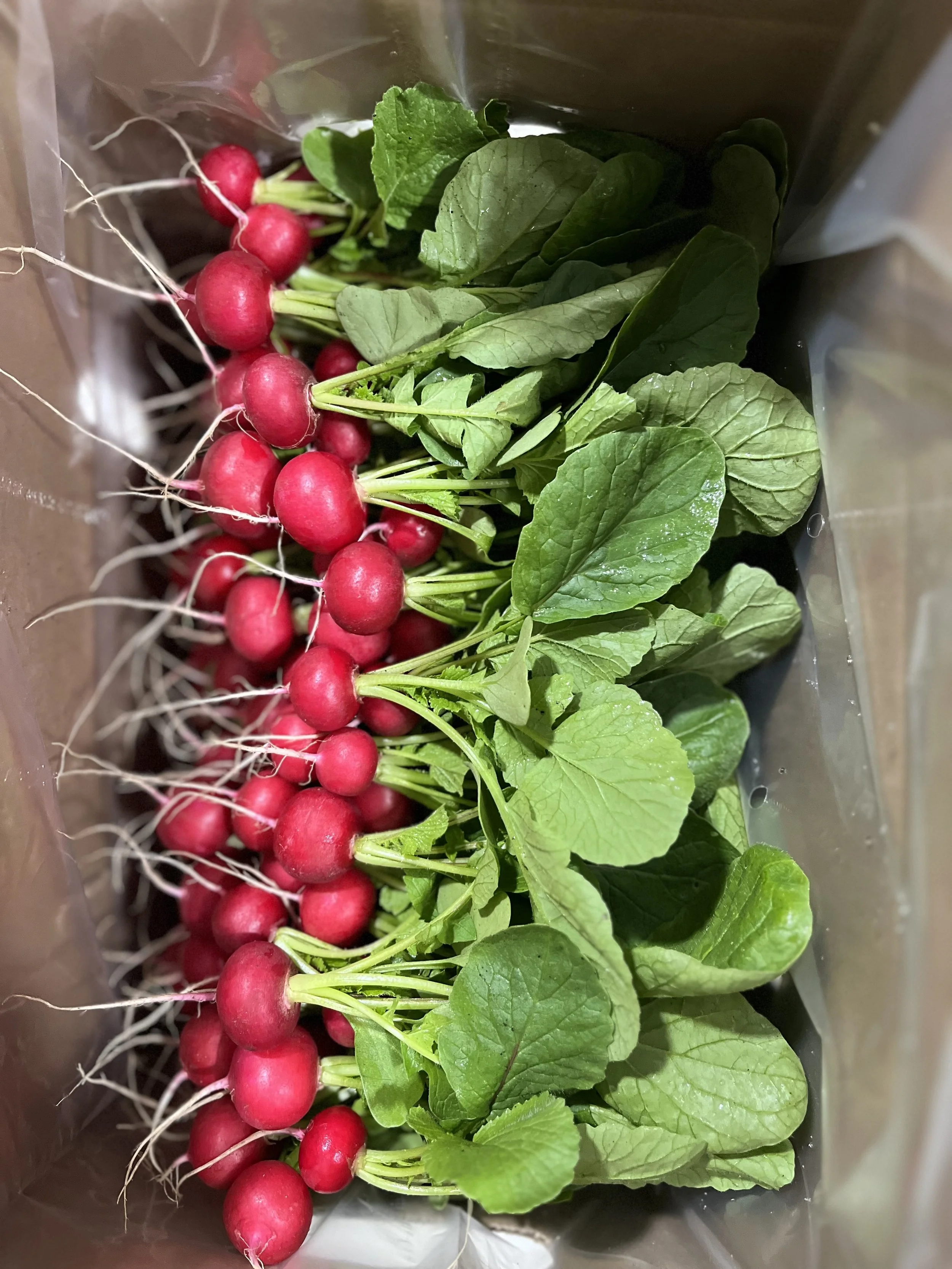 red radishes.jpg