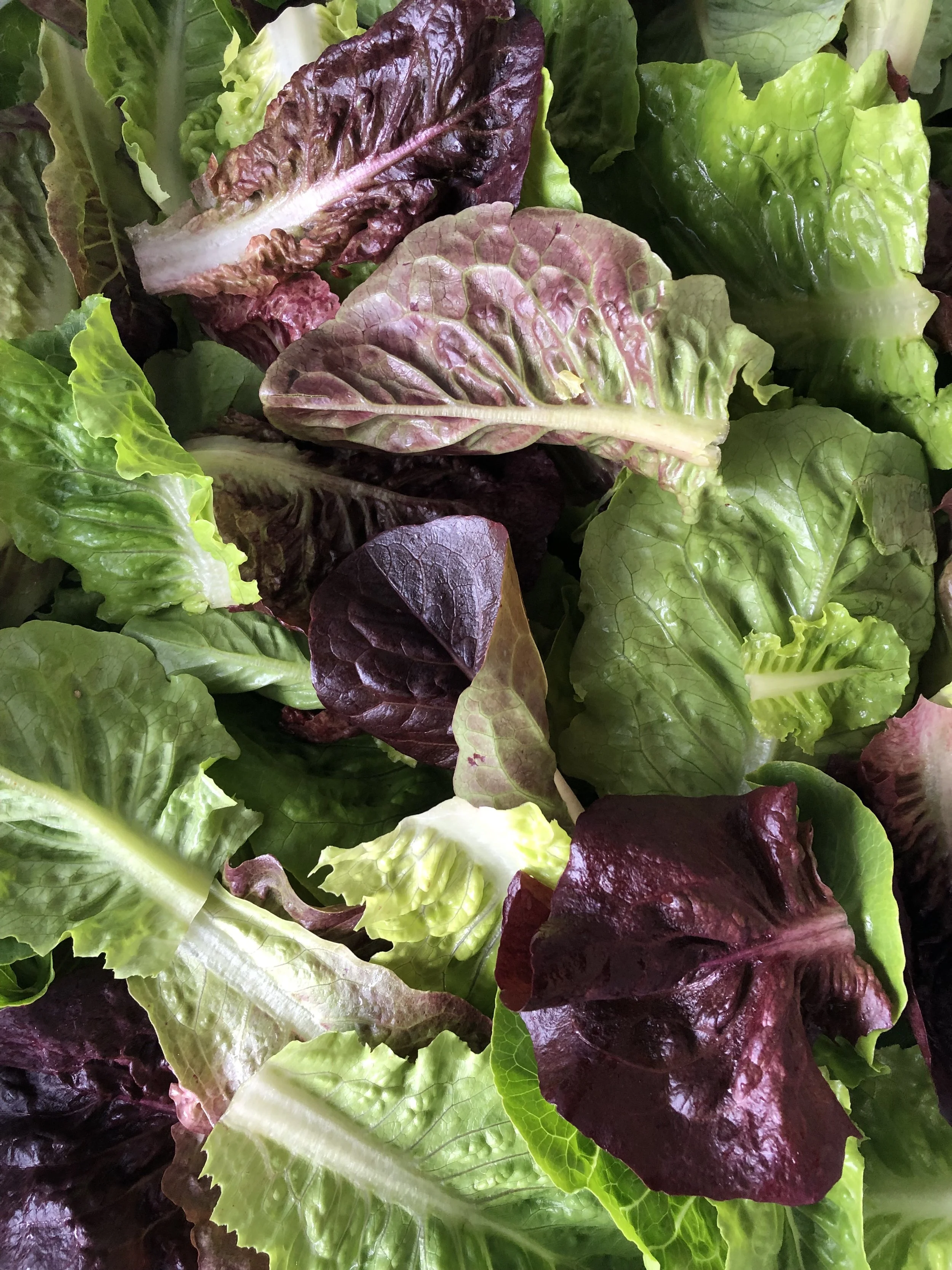 Little Gem Salad Mix