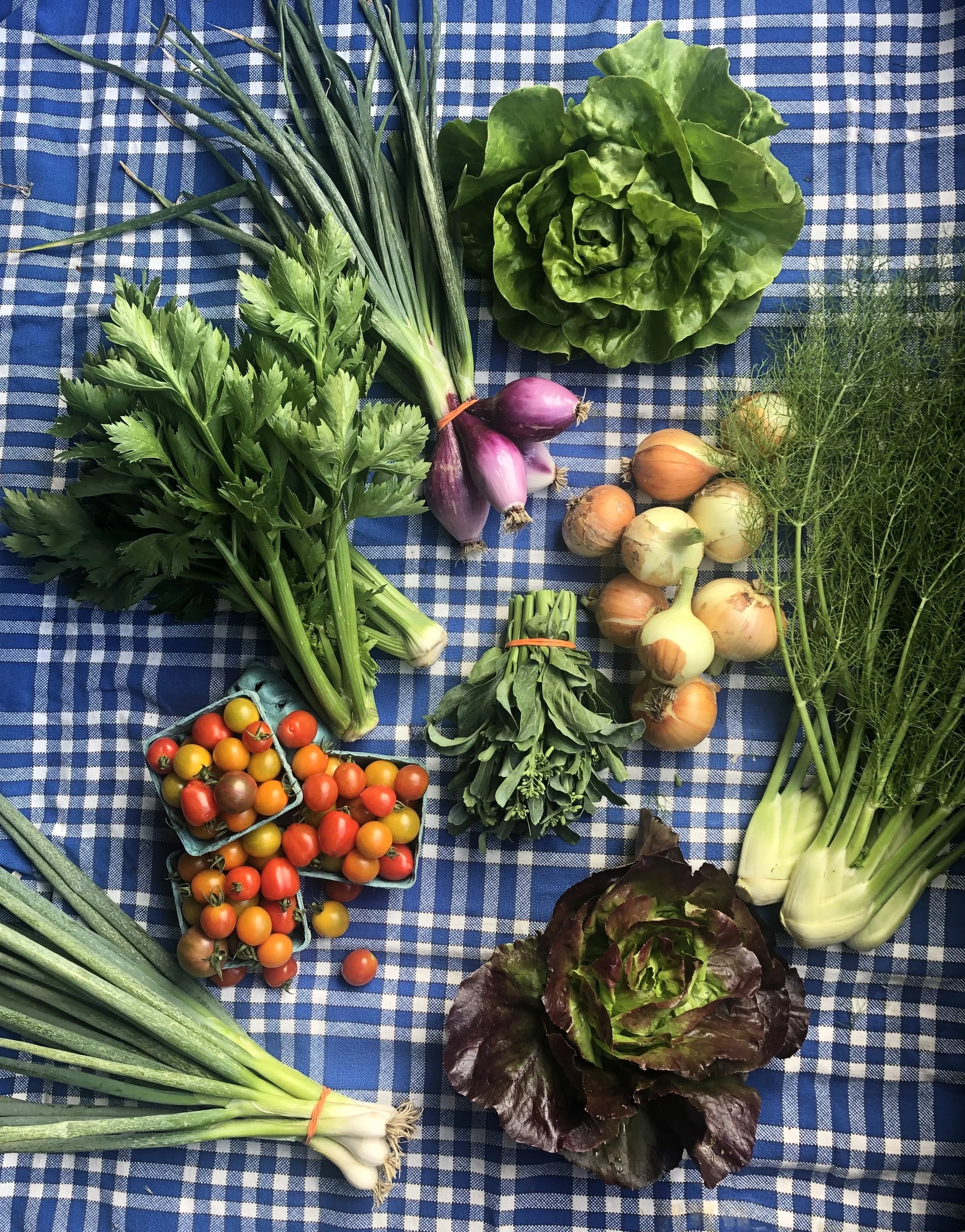 Cherry tomatoes; Butterhead Lettuces; Fennel; Scallions; Tropea Onions; Broccolini; Walla walla onions