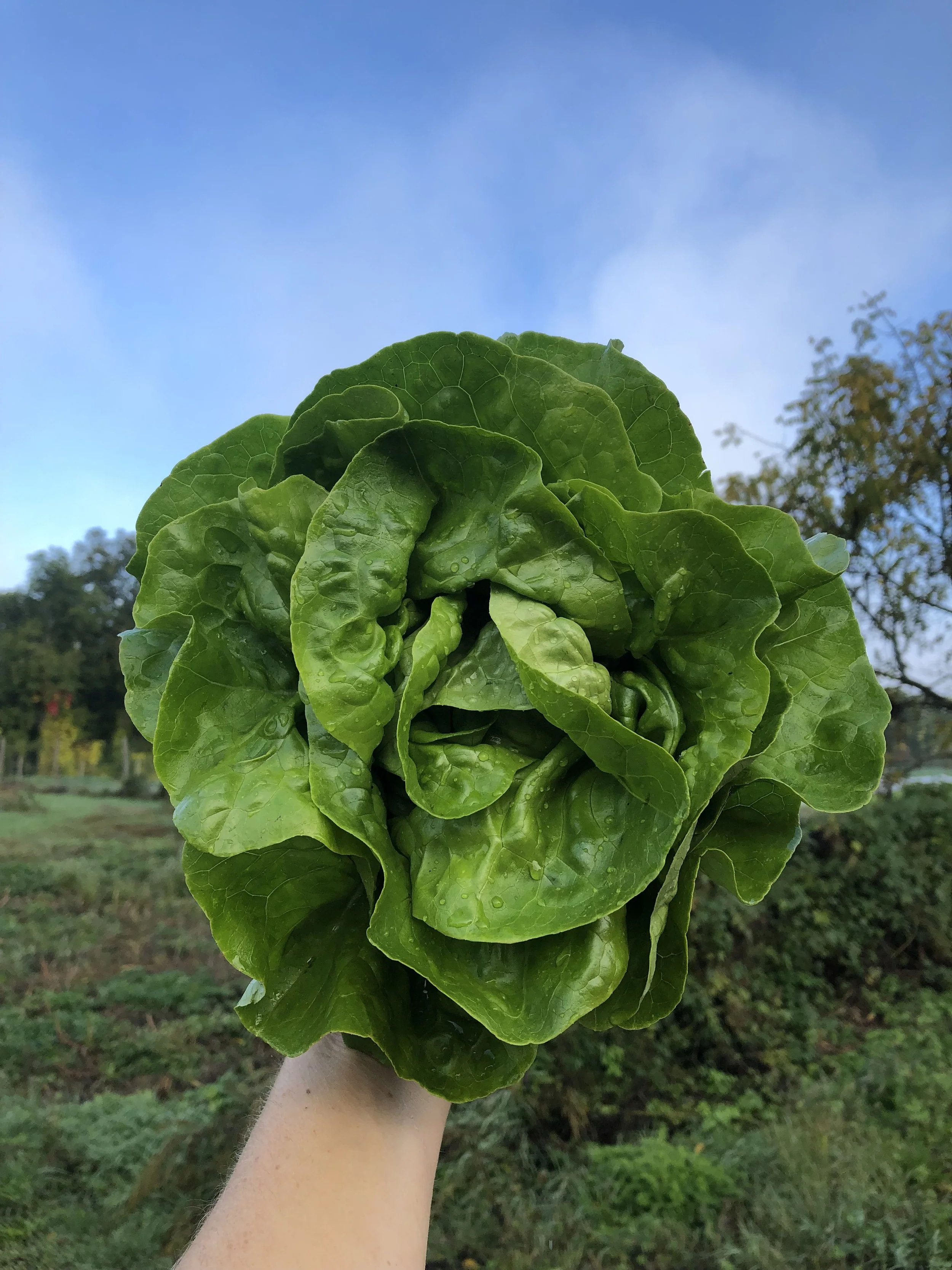 Green butterhead lettuce