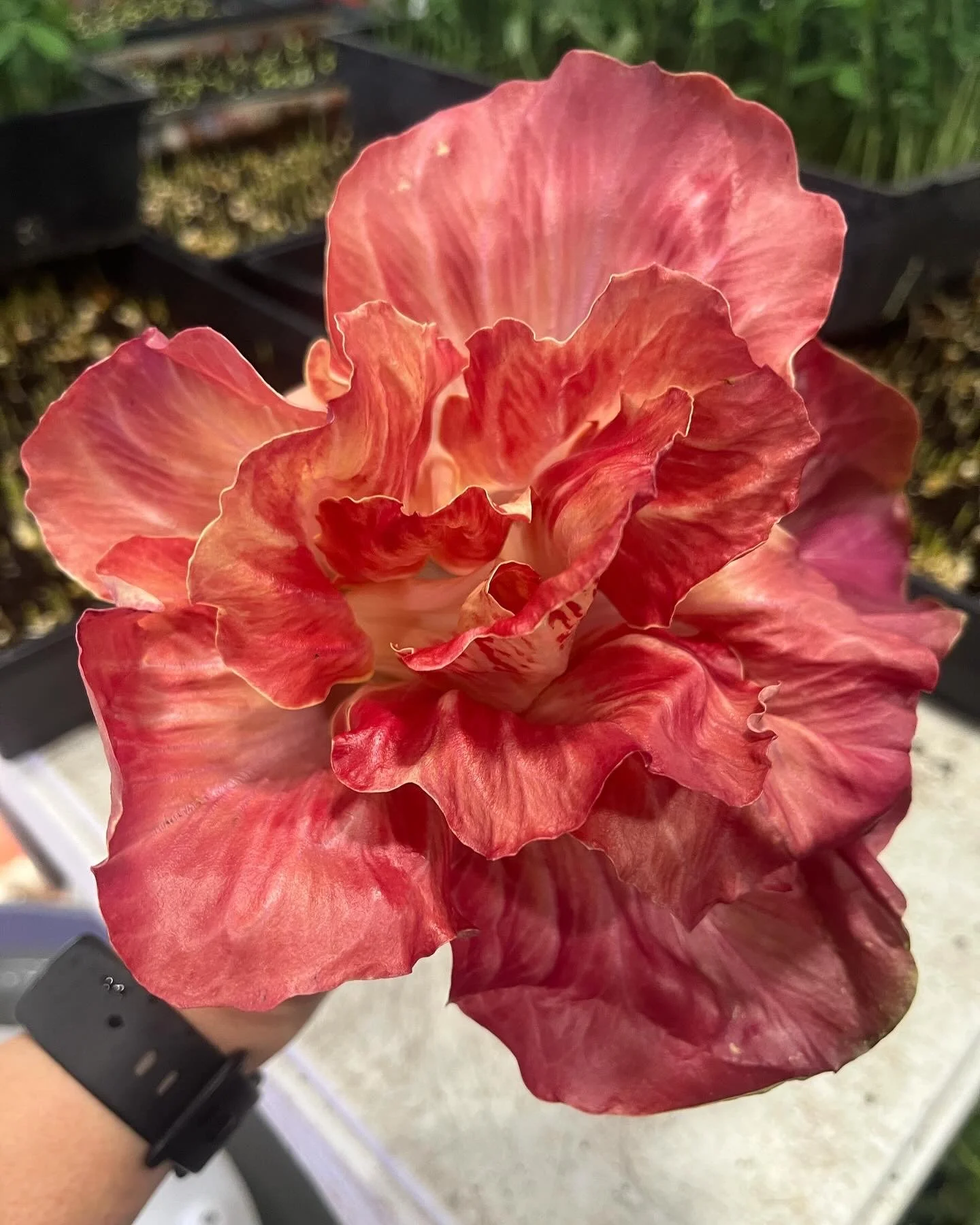 Rosa Isontina, Forced Chicory