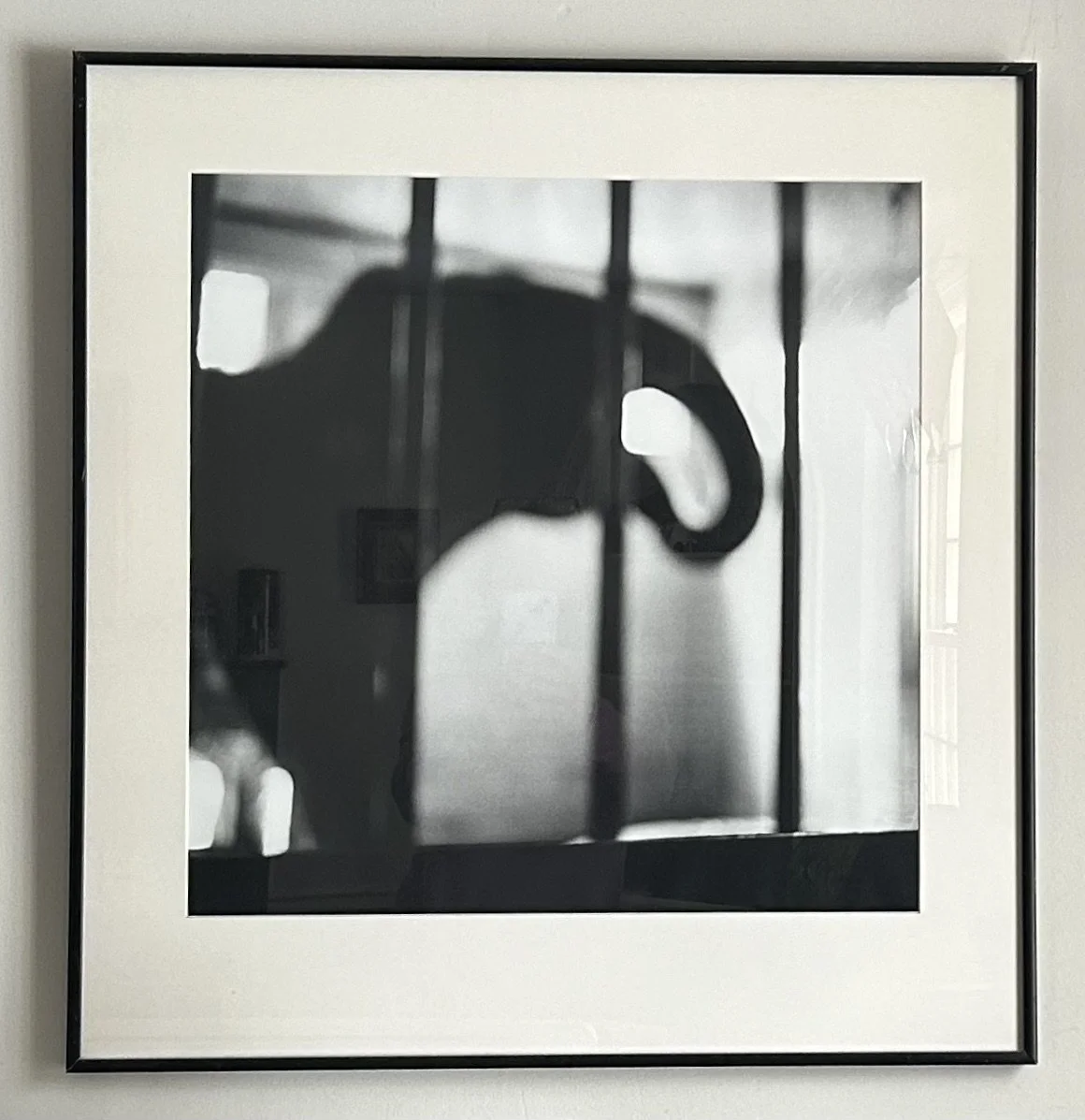 Elephants on My Mind