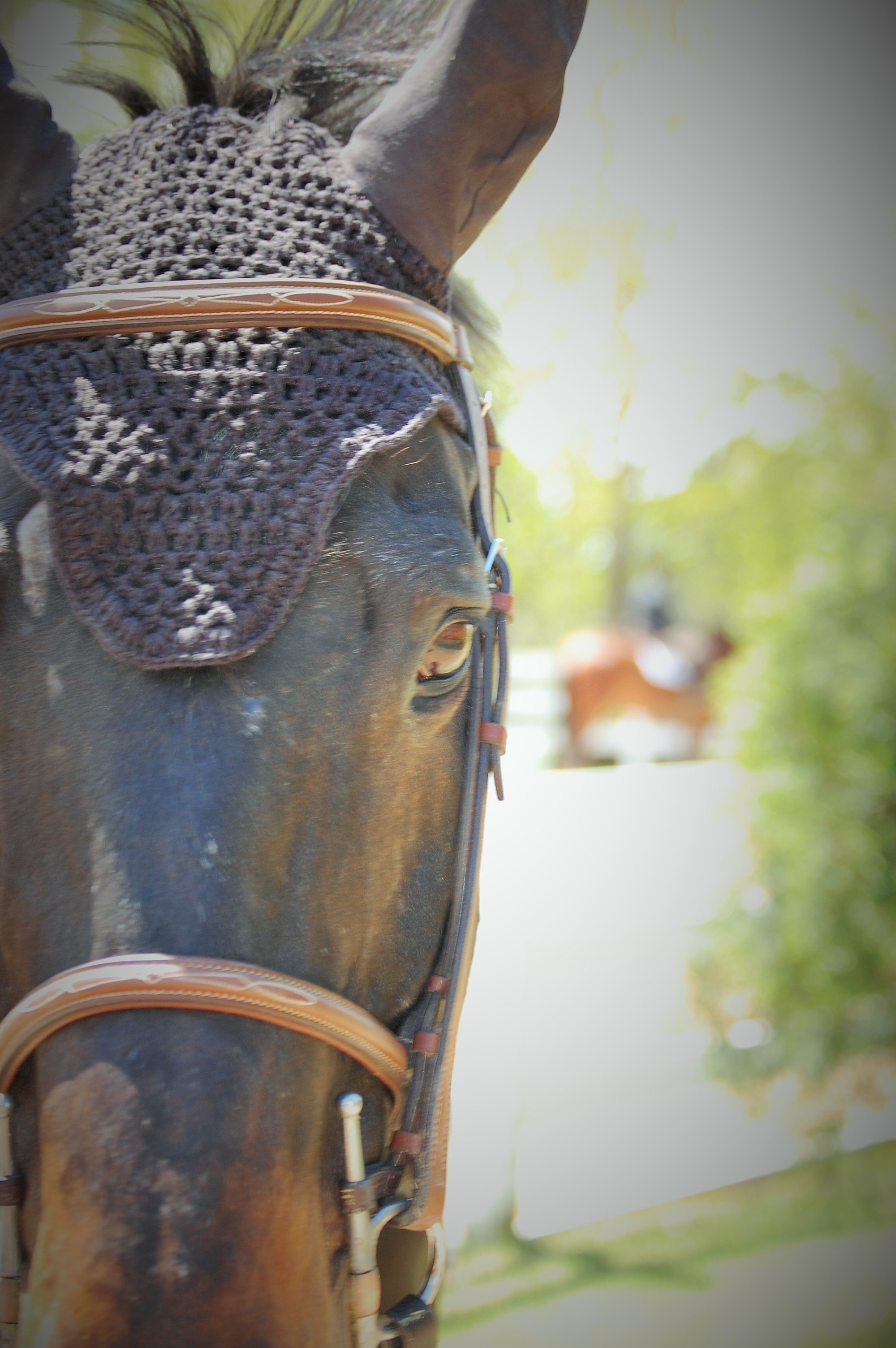 The Year of The Horse